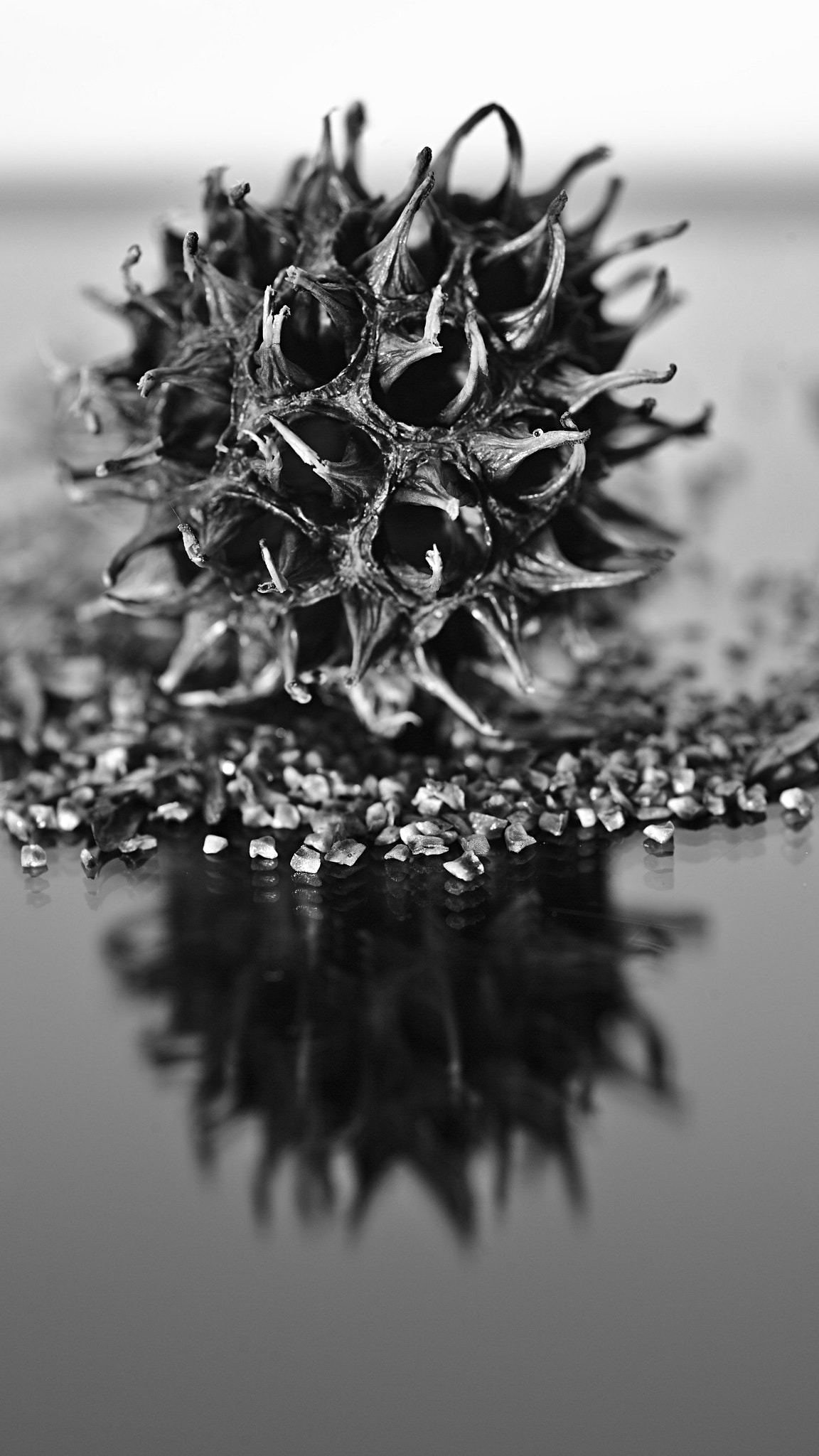 Canon EOS 5D Mark II + ZEISS Makro-Planar T* 50mm F2 sample photo. American sweetgum photography