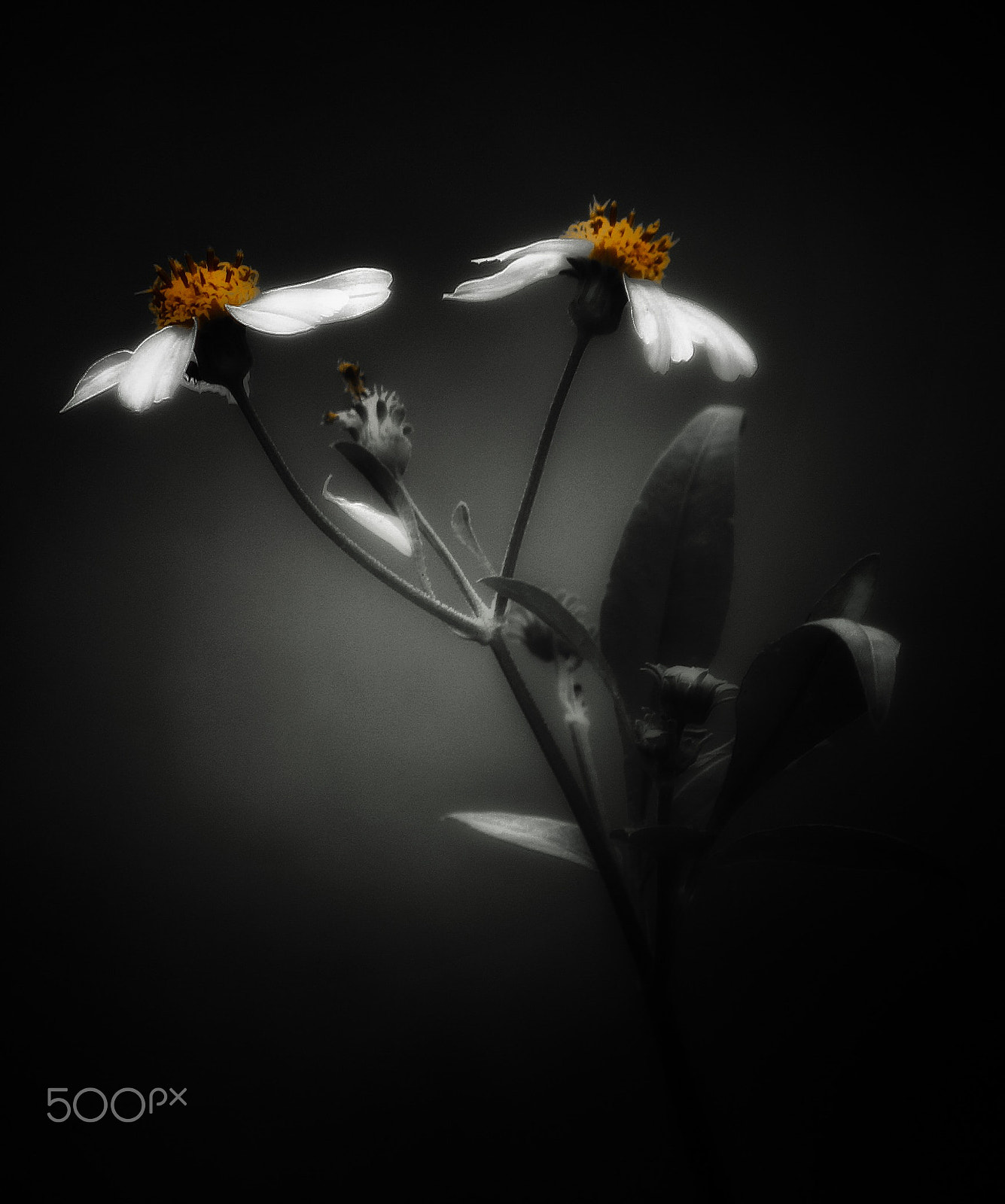 Canon EF75-300mm f/4-5.6 sample photo. Dark daisies photography