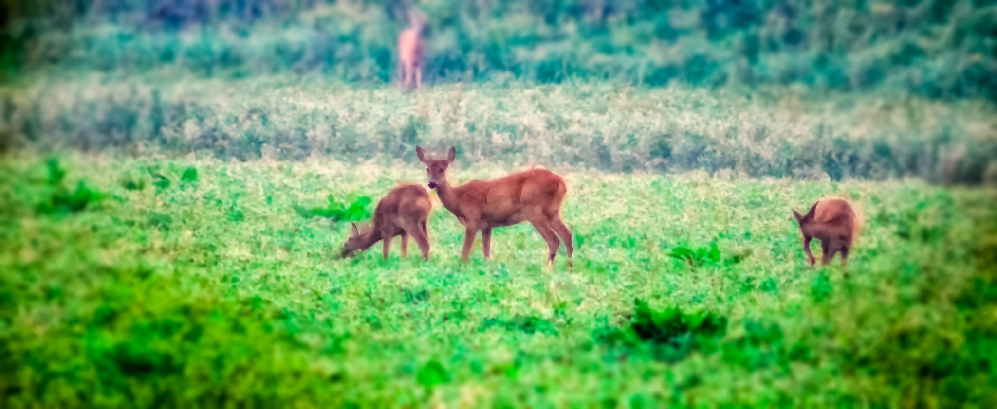 Sony SLT-A77 + Minolta AF 70-210mm F4 Macro sample photo. Deers photography