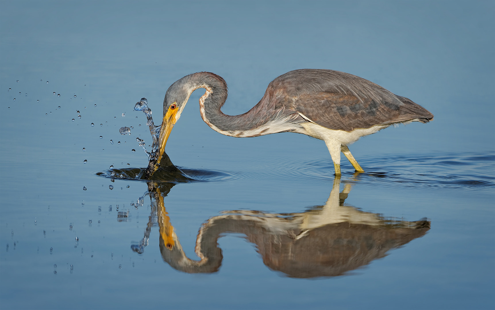 Nikon AF-S Nikkor 200-500mm F5.6E ED VR sample photo. Moment of impact photography