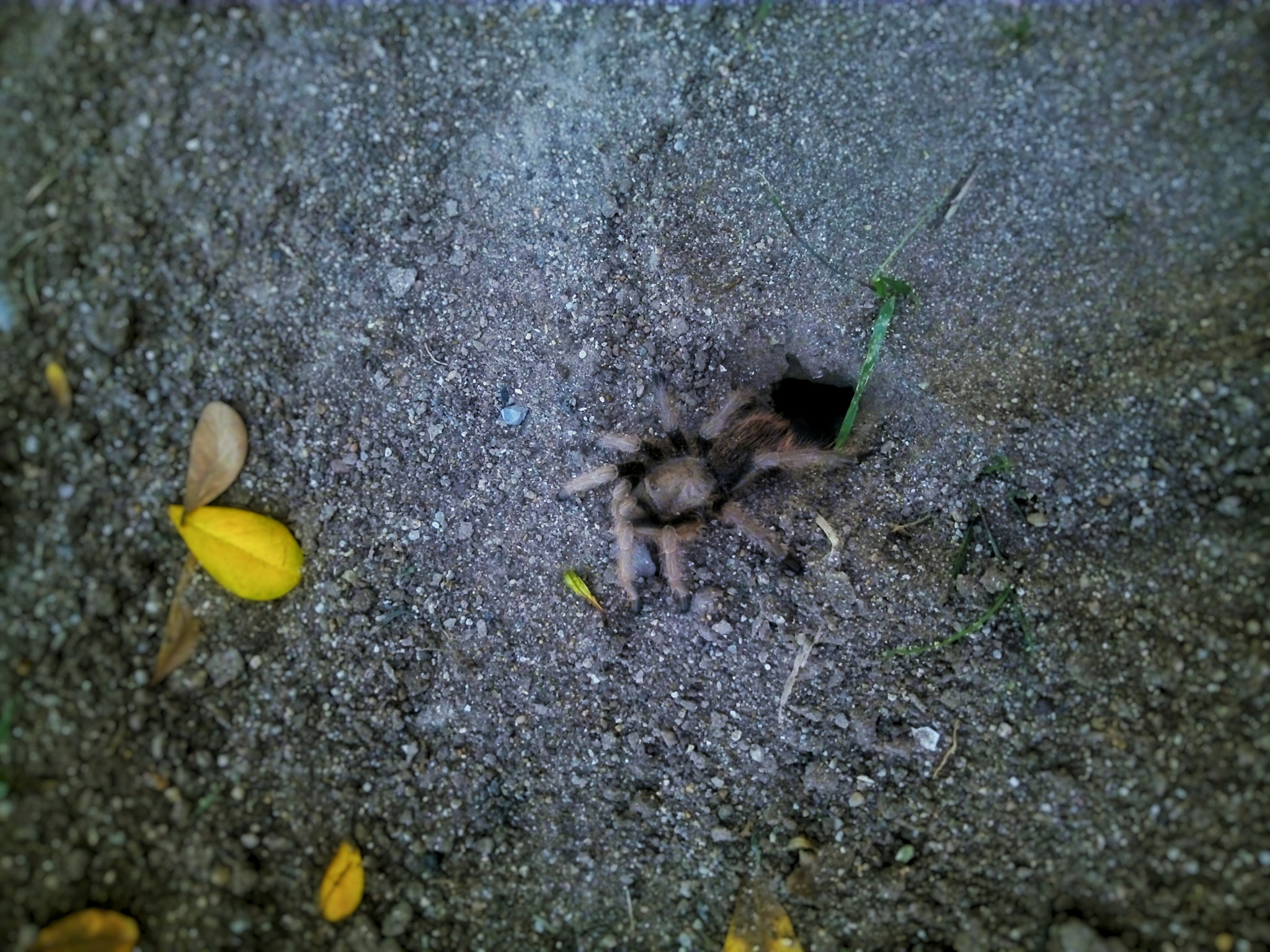 ZTE BLADE V6 sample photo. Hi! ... photography