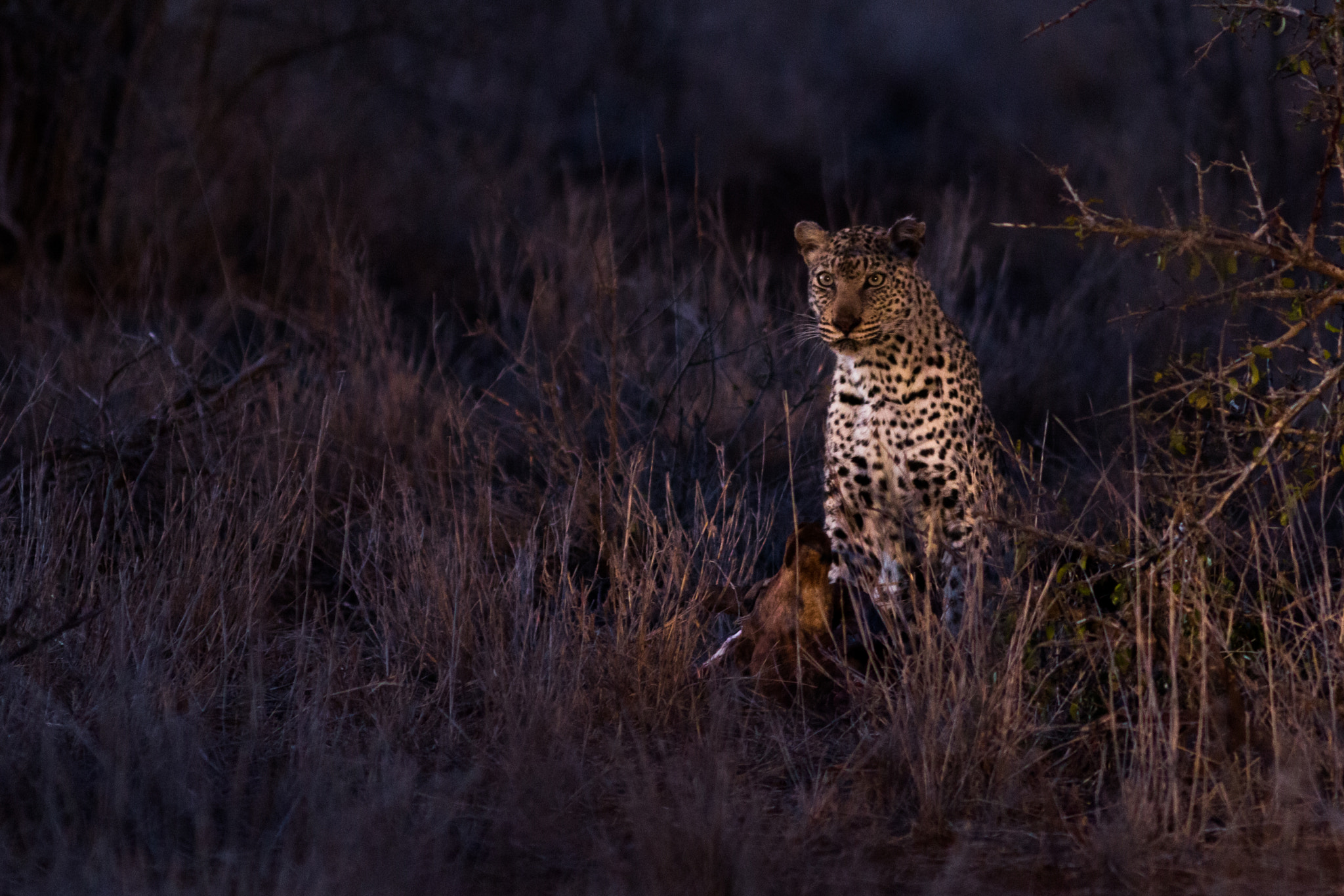 Canon EOS 70D + Canon EF 300mm F4L IS USM sample photo. Early morning leopard photography