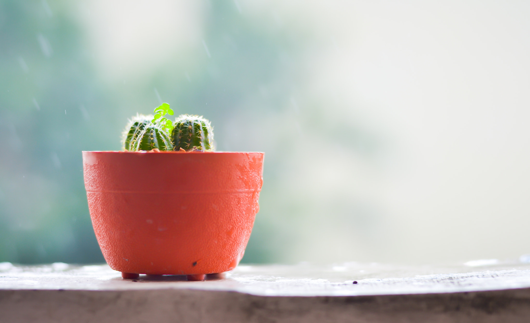 Nikon D3100 + Nikon AF Nikkor 50mm F1.4D sample photo. Cactus on the terrace with blur rainy day background photography