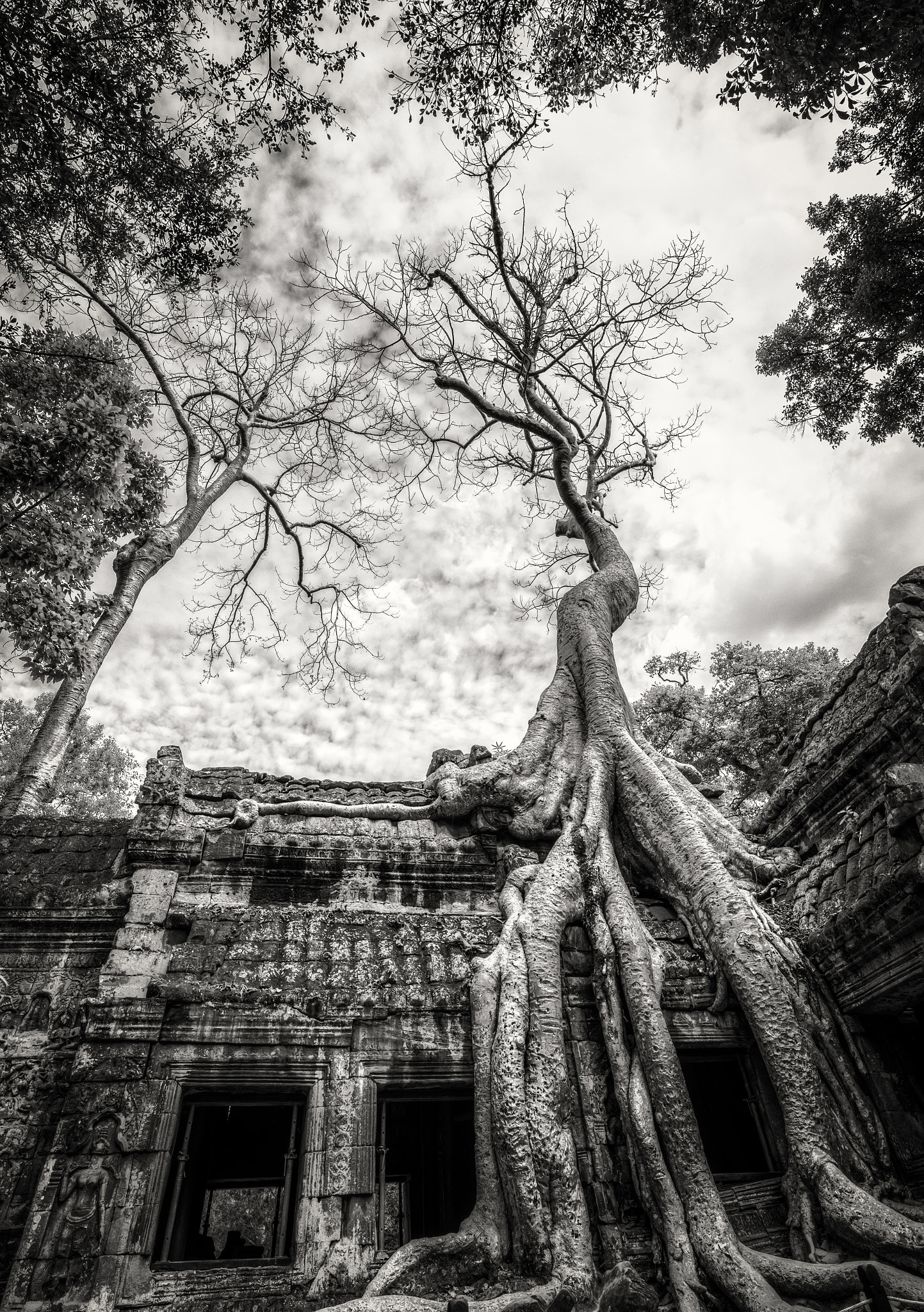 Canon EOS 5D Mark II + Canon TS-E 17mm F4L Tilt-Shift sample photo. Soaring tree in to prohm, angkor, cambodia photography