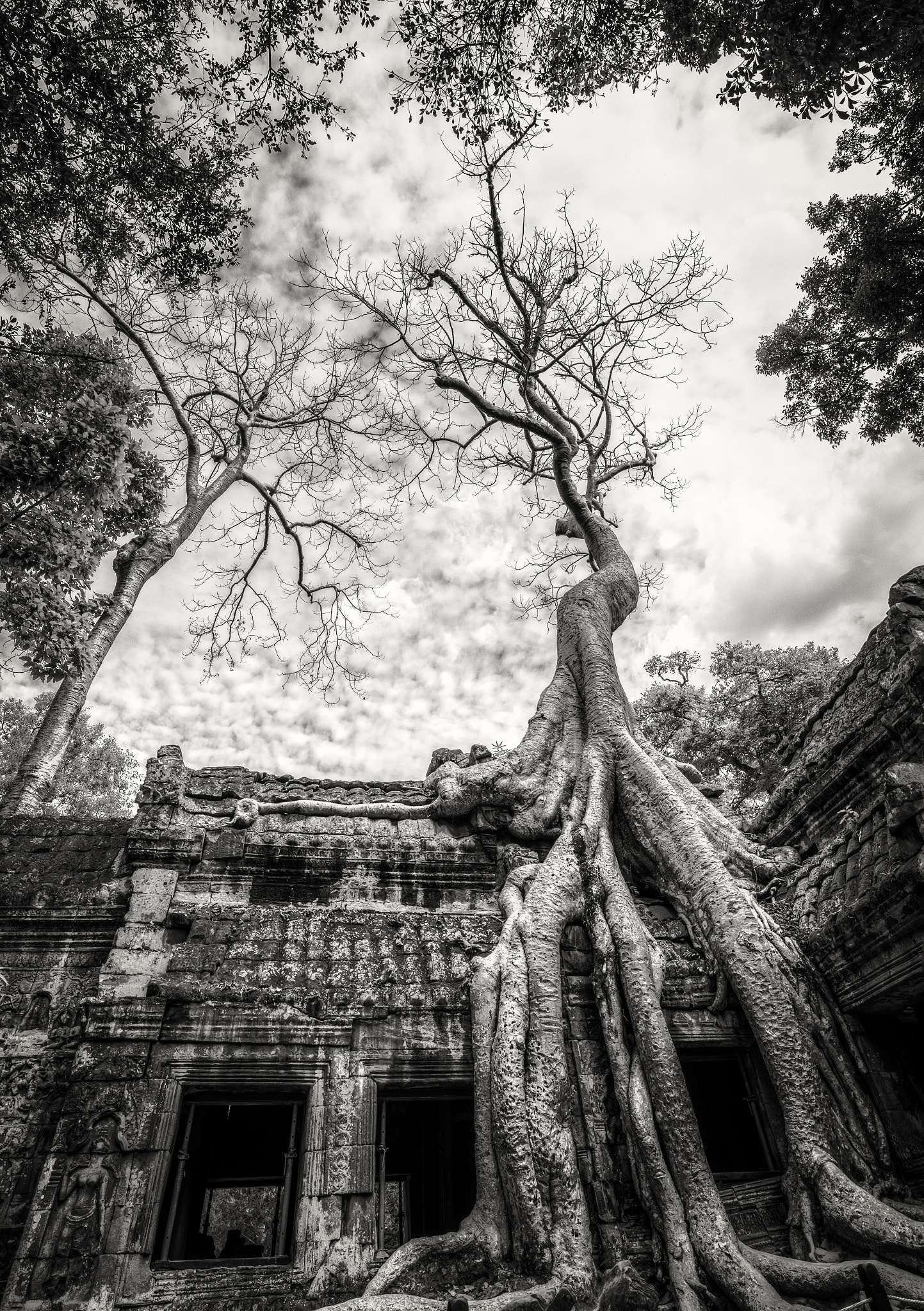 Canon TS-E 17mm F4L Tilt-Shift sample photo. Soaring tree in to prohm, angkor, cambodia photography
