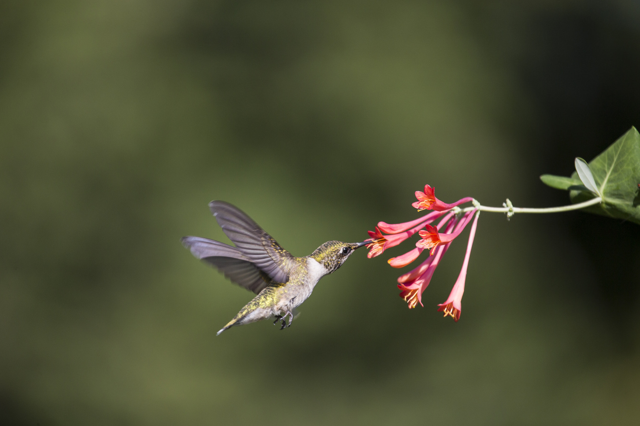 Canon EF 100-400mm F4.5-5.6L IS USM sample photo. Sip of honeysuckle photography