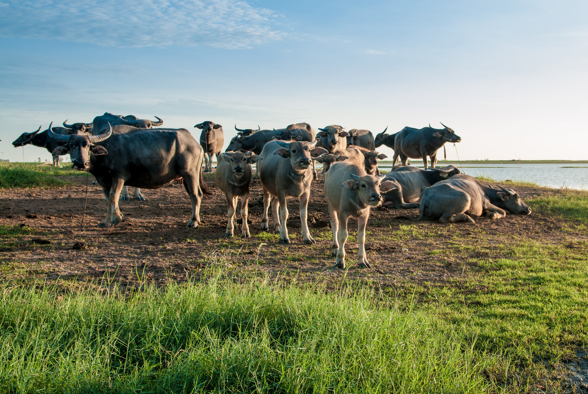 Sigma 17-50mm F2.8 EX DC OS HSM sample photo. Herd of buffaloes by the lake photography