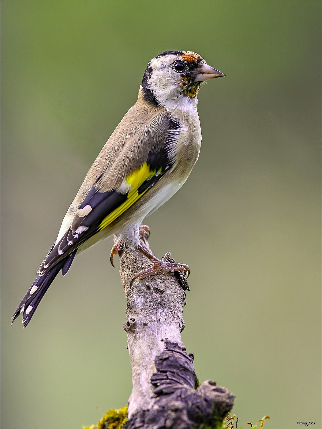 Canon EOS 1000D (EOS Digital Rebel XS / EOS Kiss F) + Canon EF 400mm F5.6L USM sample photo. Carduelis carduelis iv. photography