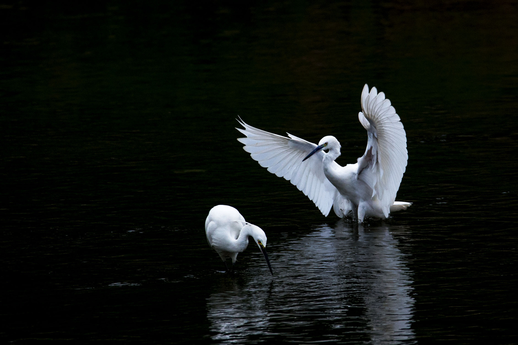 Sigma 150-600mm F5-6.3 DG OS HSM | S sample photo