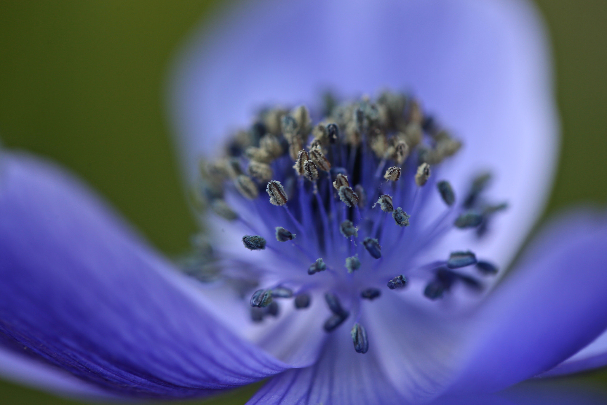 Canon EF 100mm F2.8L Macro IS USM sample photo. Spring anemone photography
