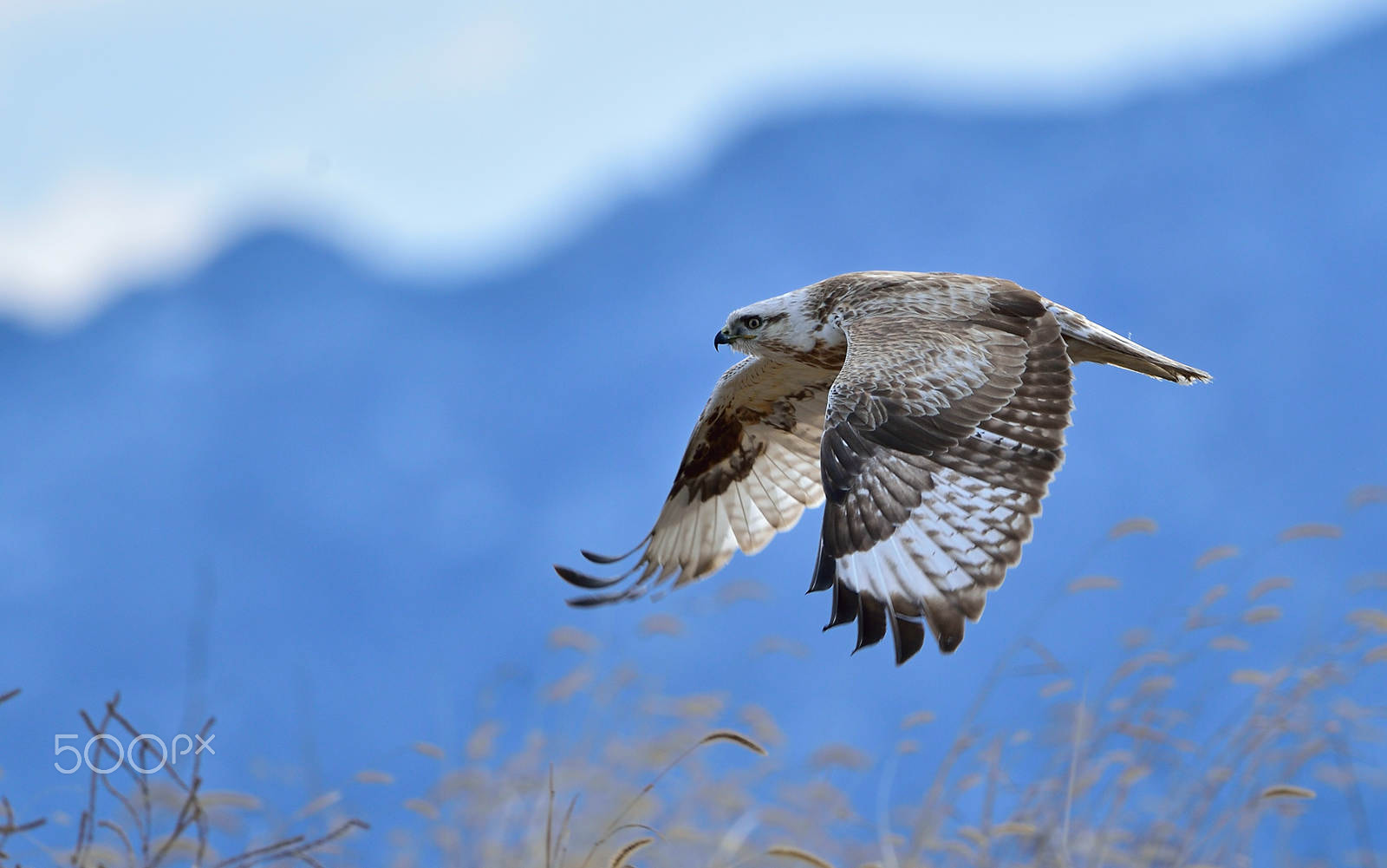 Nikon D4S + Nikon AF-S Nikkor 500mm F4G ED VR sample photo. Dsc photography