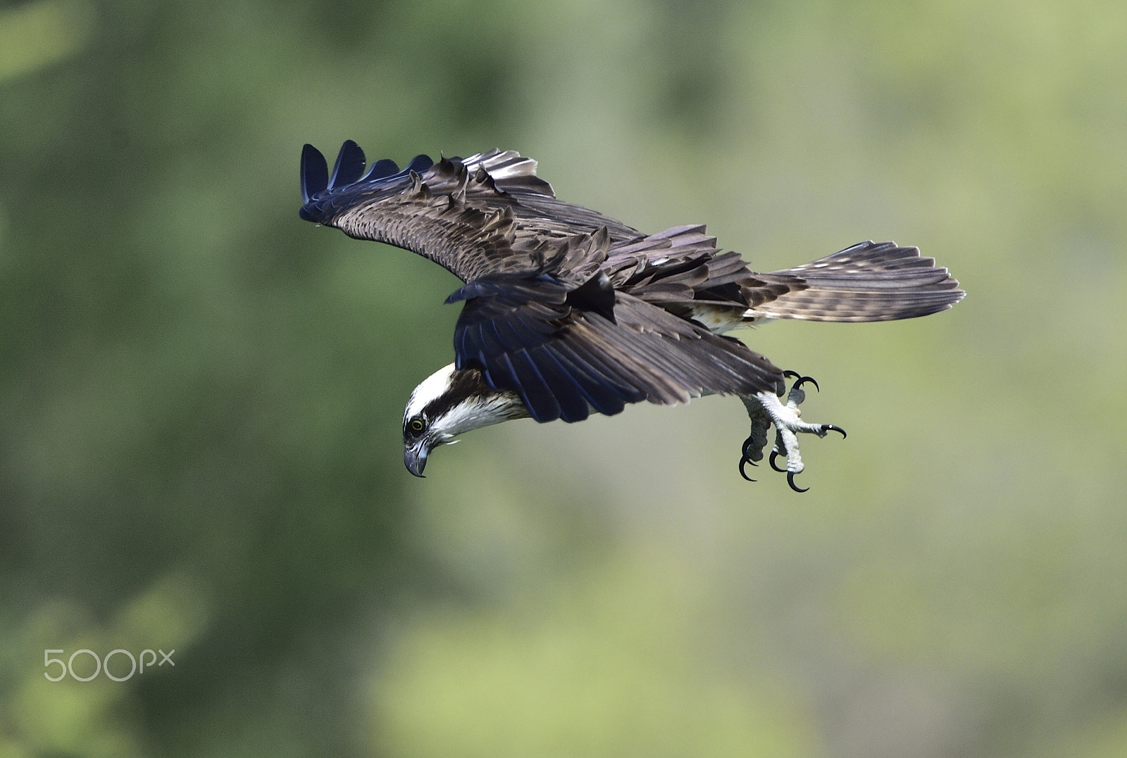 Nikon D4S + Nikon AF-S Nikkor 500mm F4G ED VR sample photo. Dsc photography