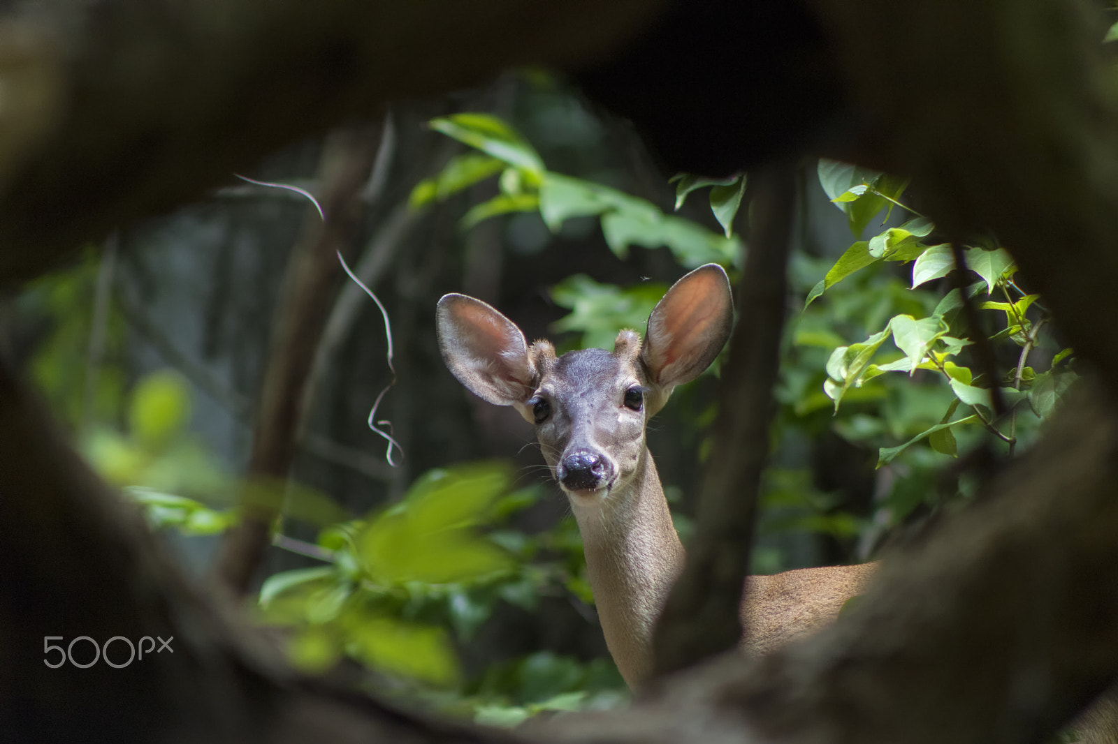 Canon EOS 750D (EOS Rebel T6i / EOS Kiss X8i) + EF75-300mm f/4-5.6 sample photo. White tale deer photography