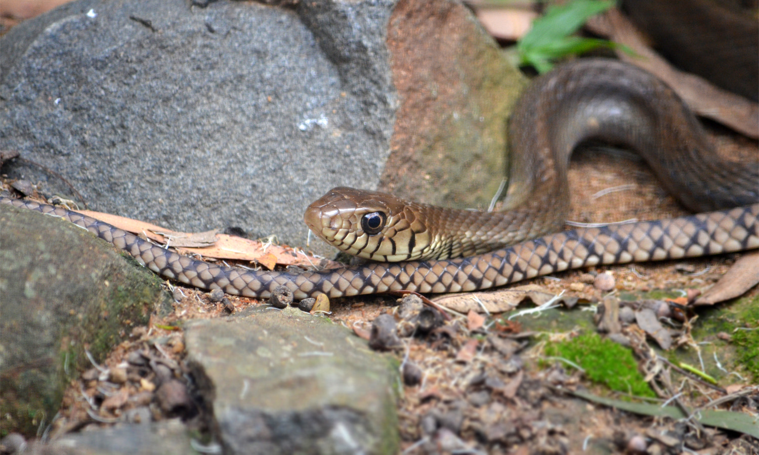 AF Nikkor 24mm f/2.8 sample photo. Rat snake photography