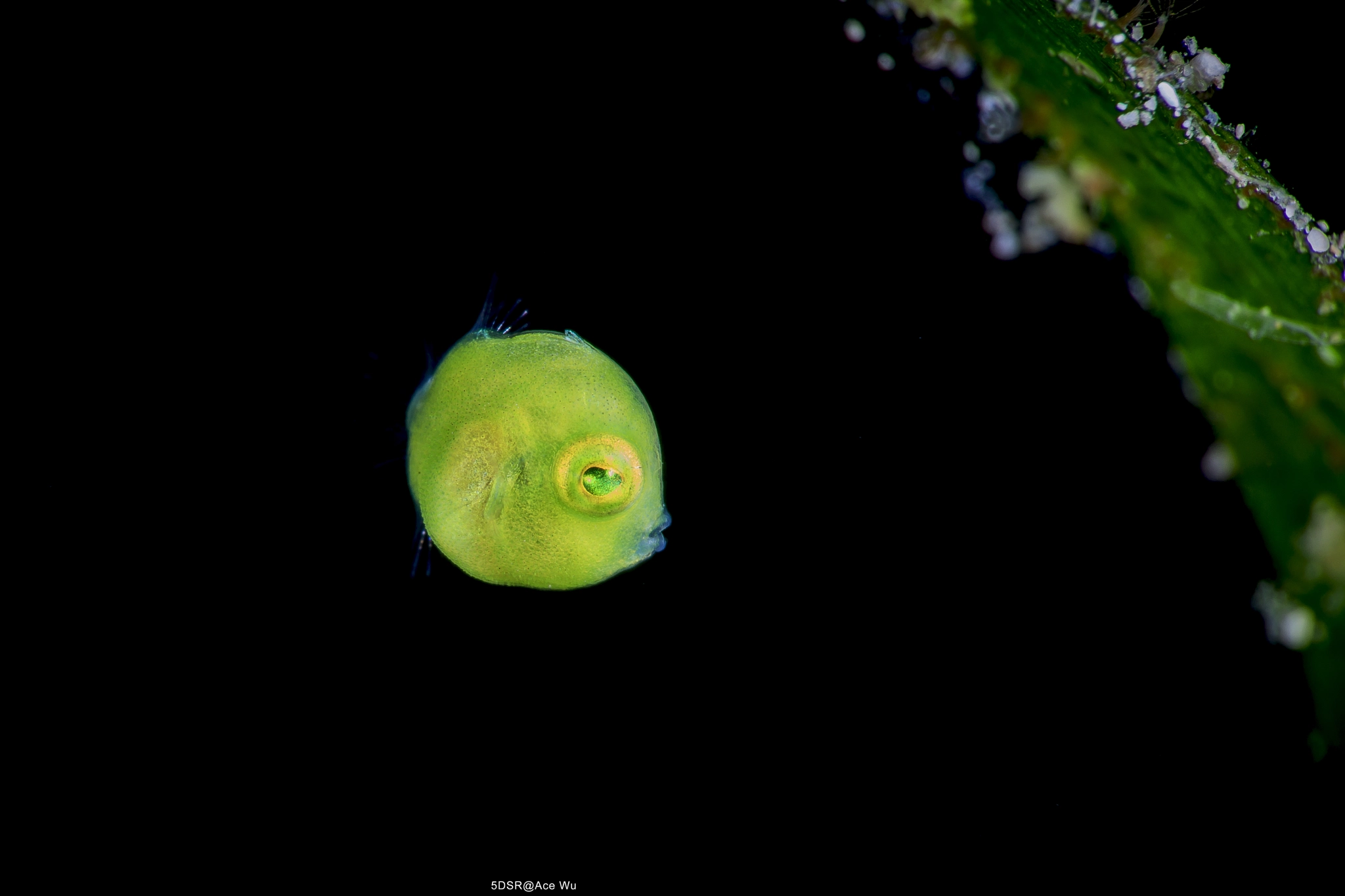 Canon EF 100mm F2.8L Macro IS USM sample photo. Green photography