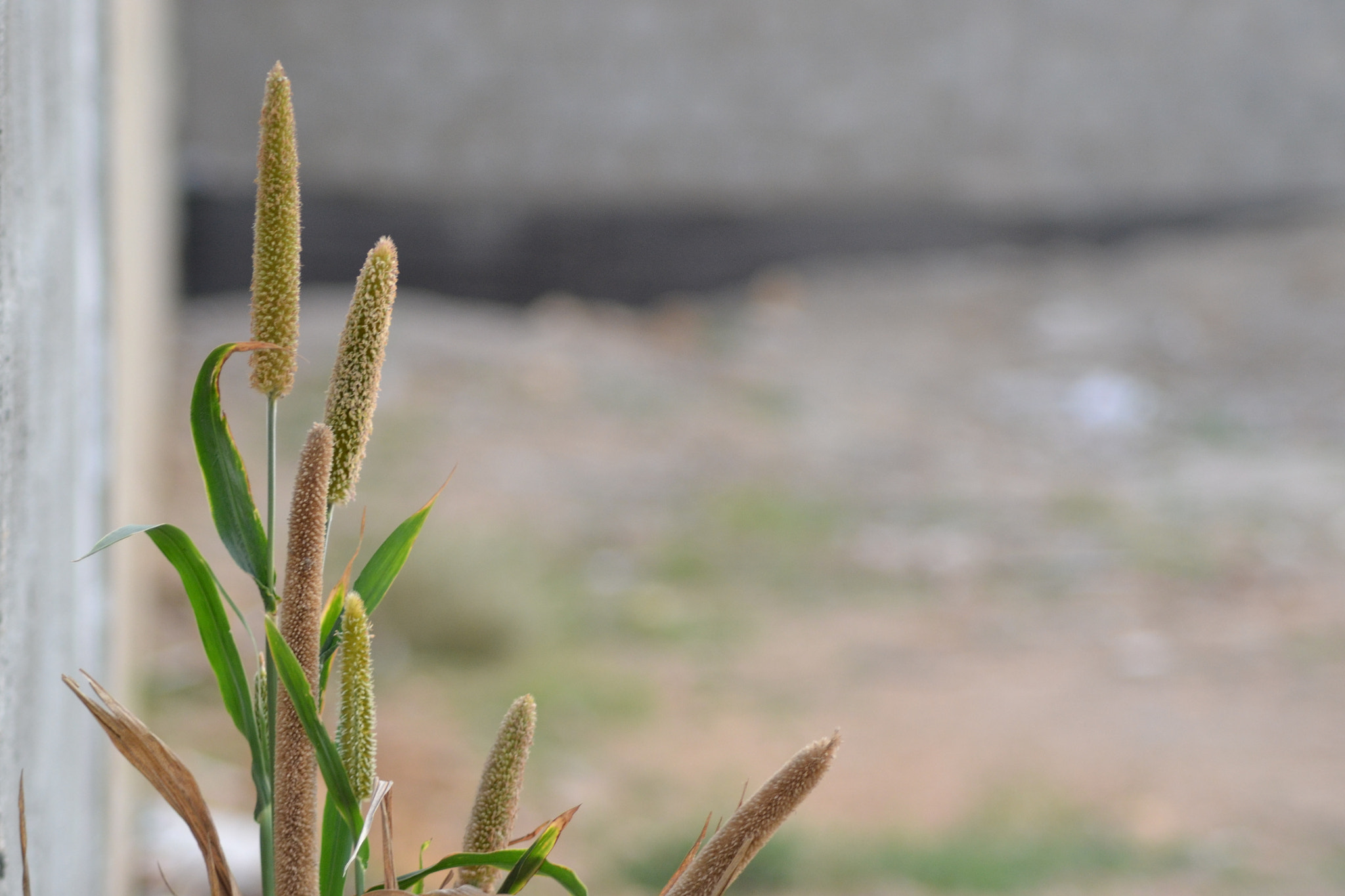Nikon AF Nikkor 70-300mm F4-5.6G sample photo. Millet plants photography