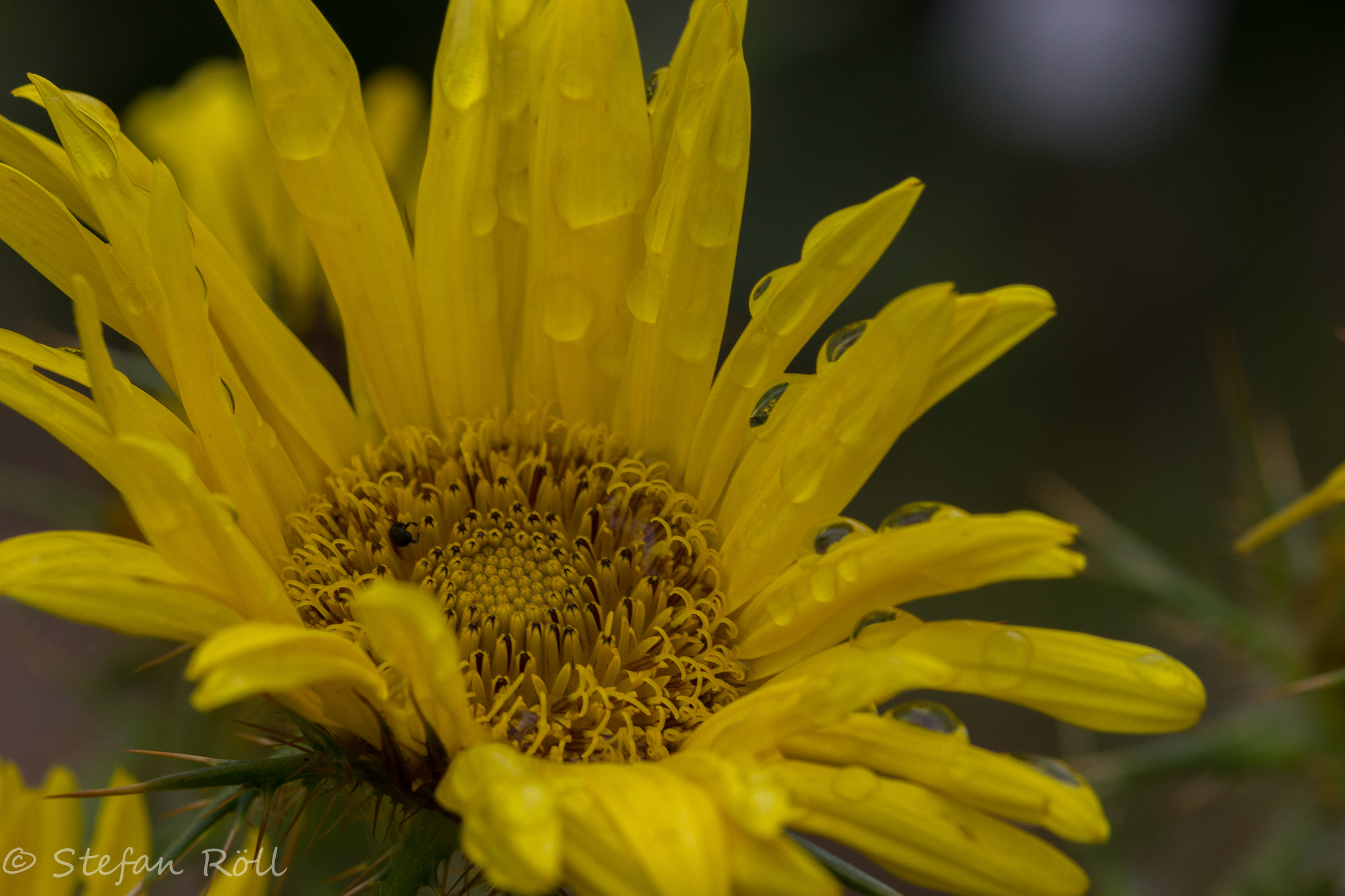 Sigma 105mm F2.8 EX DG OS HSM sample photo. Just a flower photography