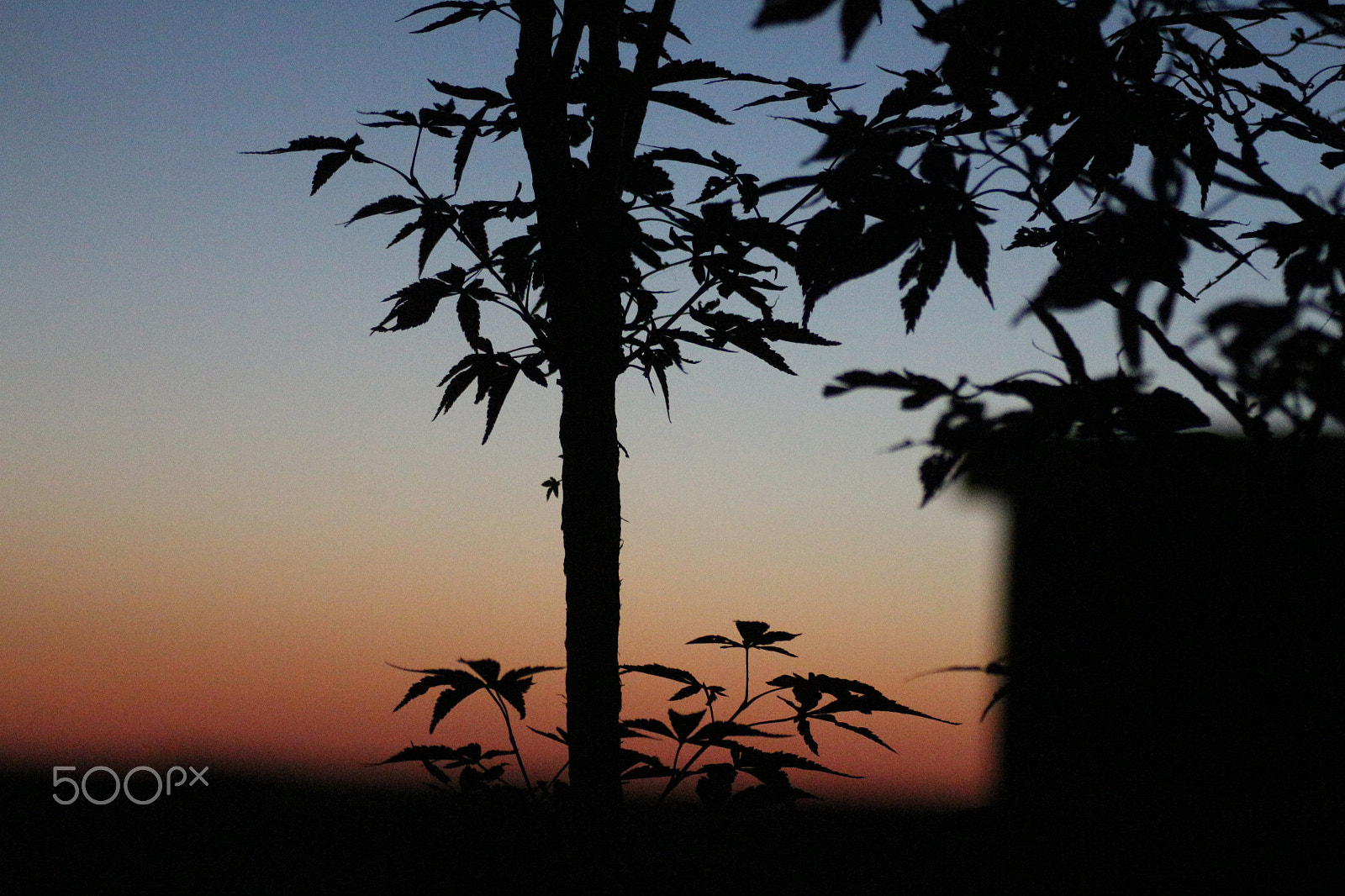 Canon EOS 700D (EOS Rebel T5i / EOS Kiss X7i) + Tamron SP AF 90mm F2.8 Di Macro sample photo. Sunrise photography