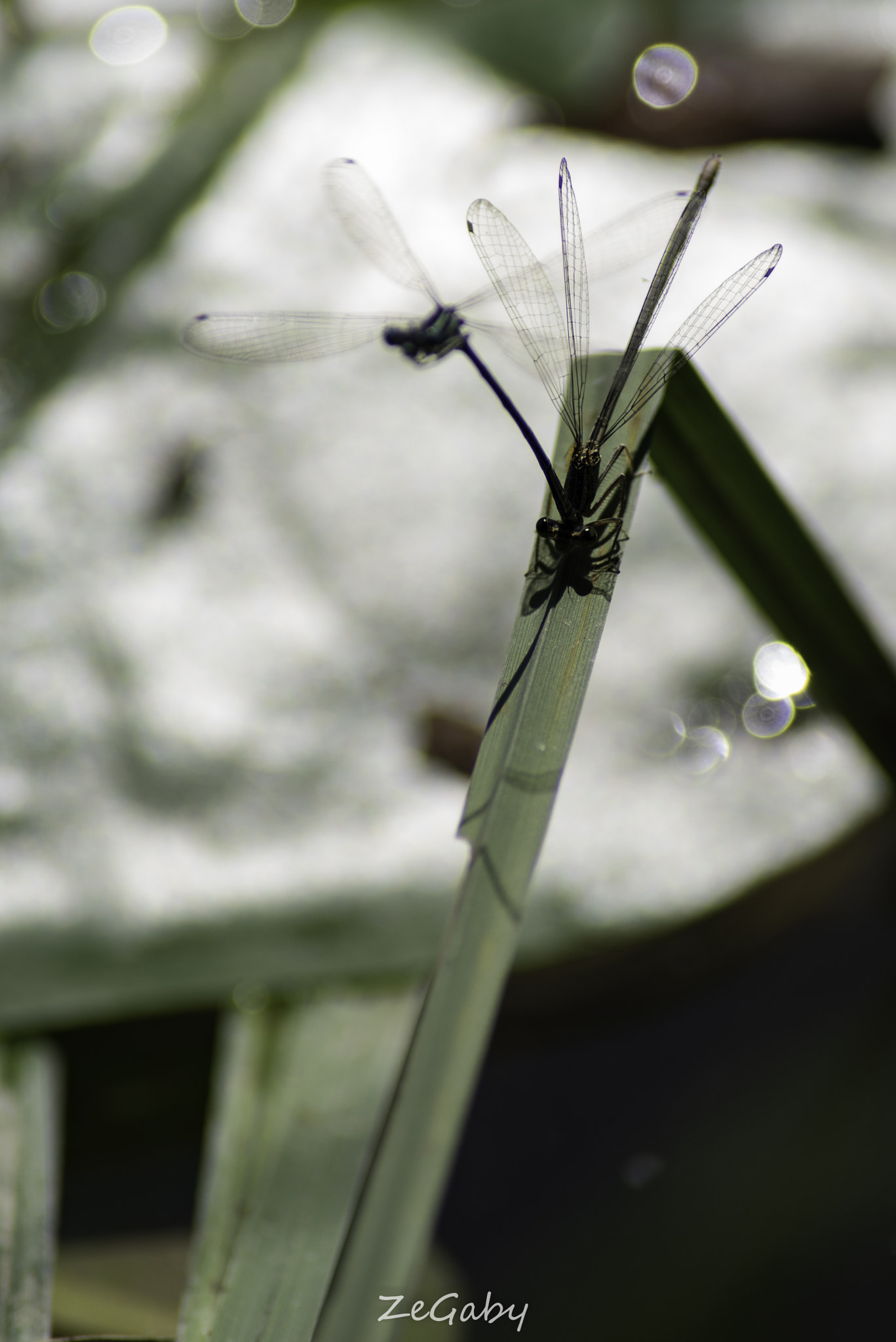 Tamron AF 70-300mm F4-5.6 Di LD Macro sample photo. Transparency photography