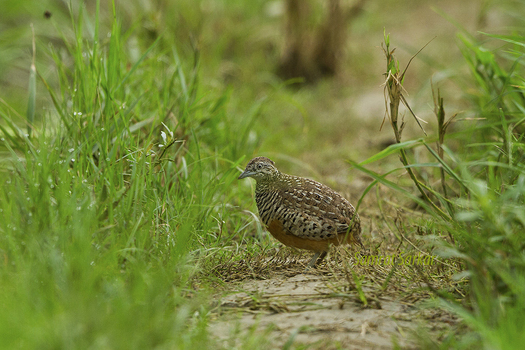 Canon EOS 7D + Canon EF 500mm F4L IS II USM sample photo. Barred buttonquail (male) photography