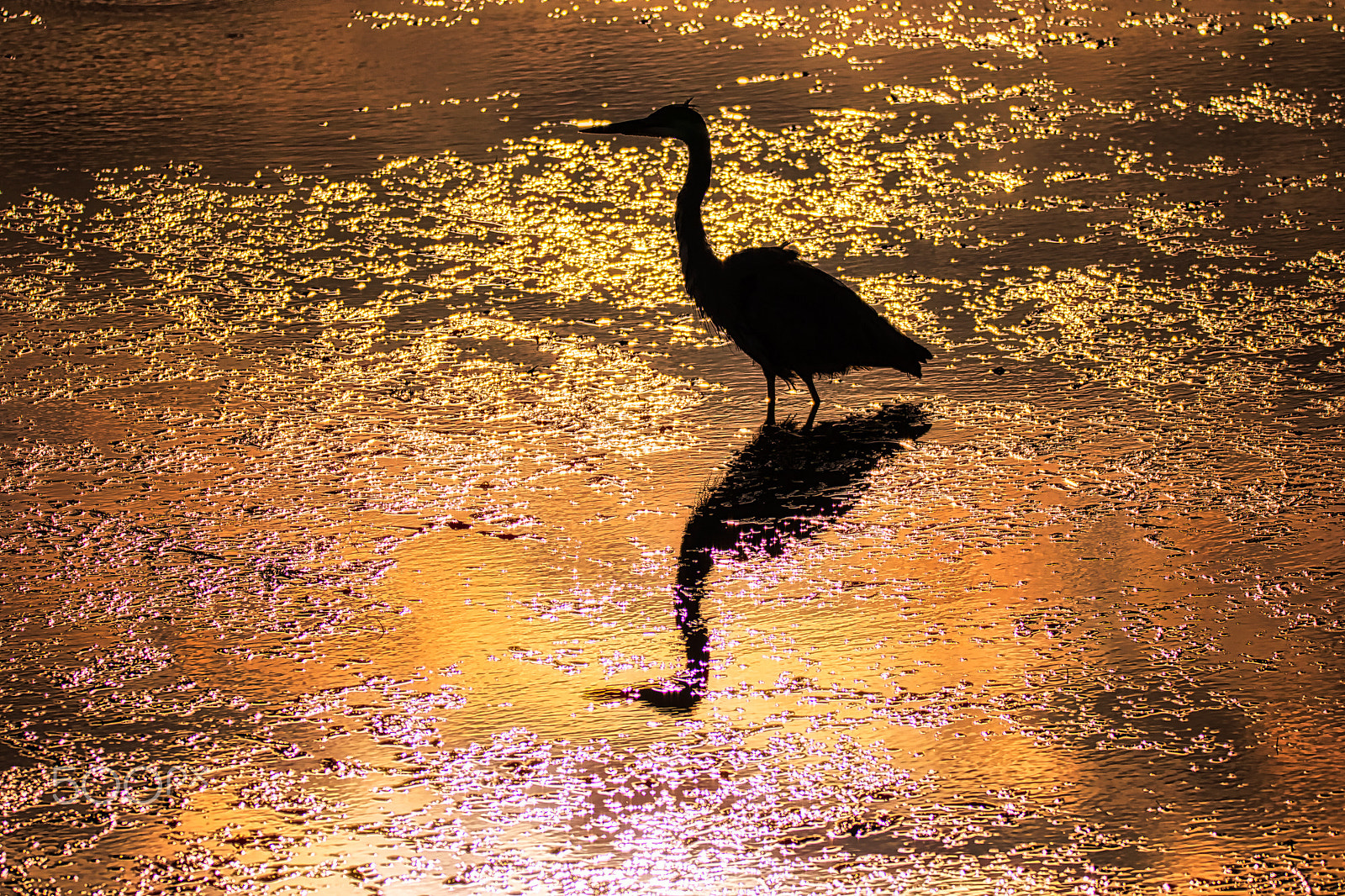Sigma 150-600mm F5-6.3 DG OS HSM | S sample photo. A mark on the morning photography