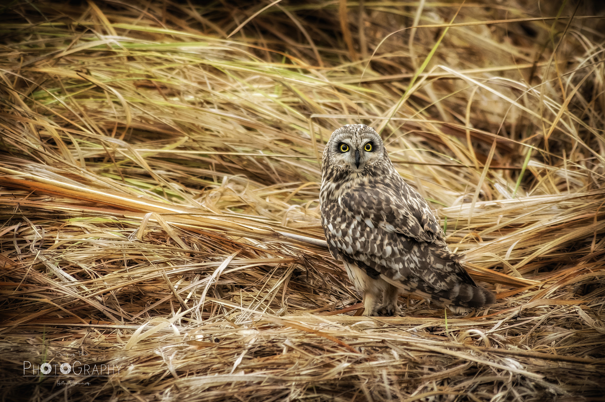 Pentax smc DA* 60-250mm F4.0 ED (IF) SDM sample photo. Amazing sighting... photography