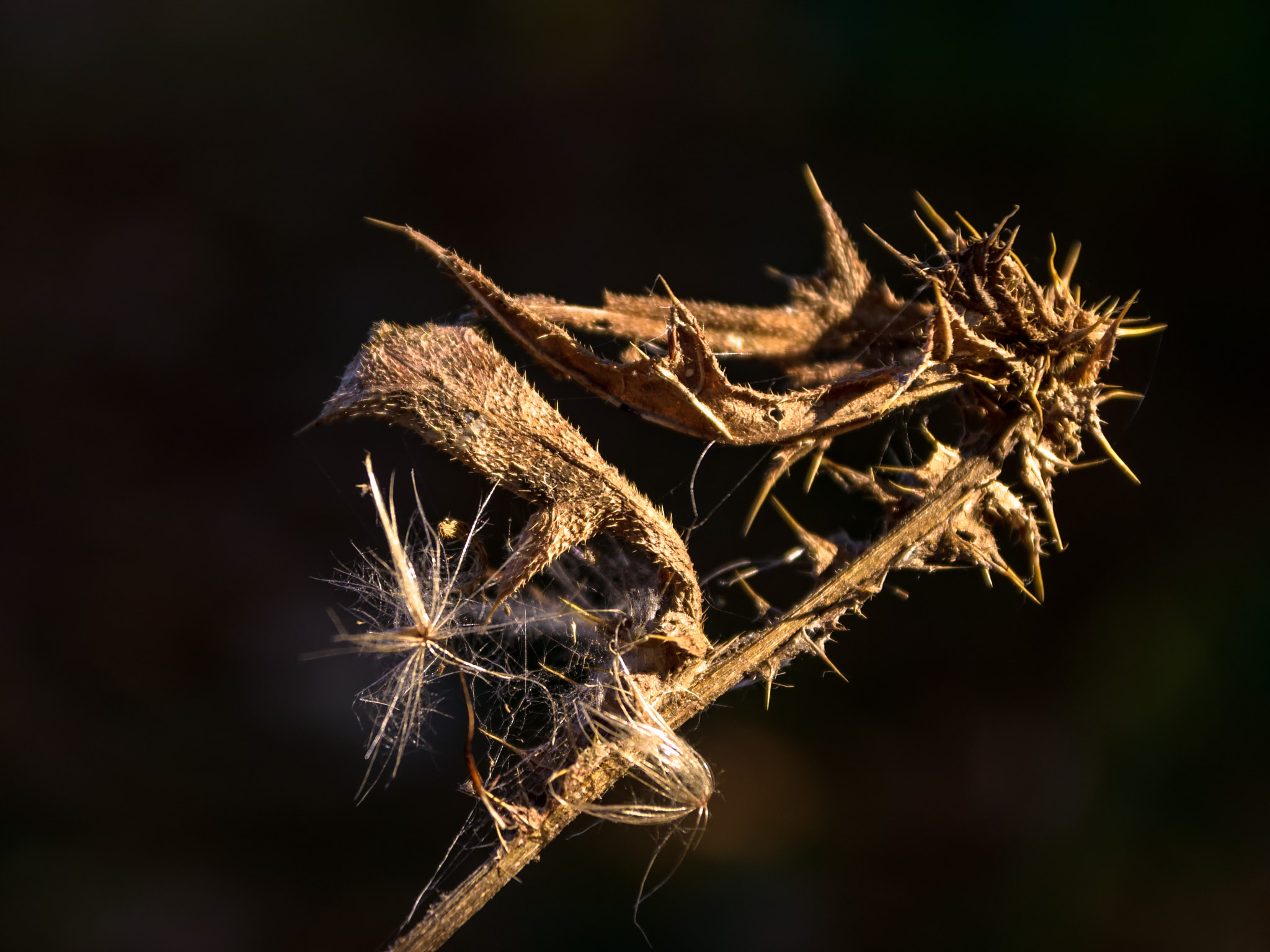 Sigma 17-70mm F2.8-4 DC Macro OS HSM sample photo. Discovered on tuesday afternoon on small geocaching tour in north rhine-westphalia erkelenz... photography