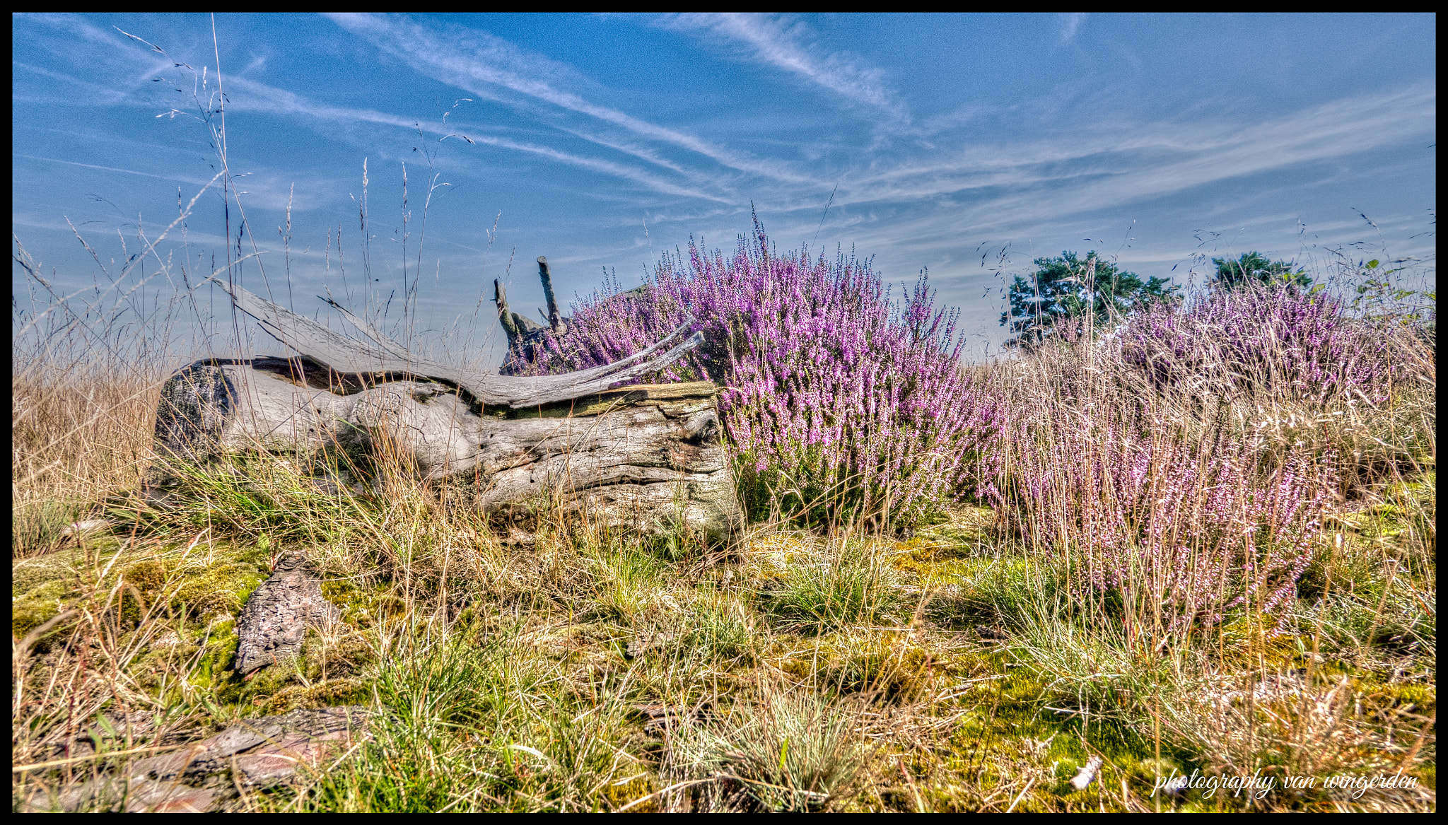 Olympus OM-D E-M10 II + Panasonic Lumix G Vario 7-14mm F4 ASPH sample photo. Tree stump on the heath photography