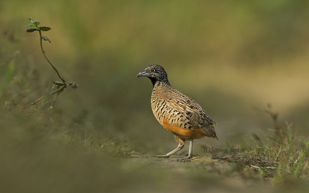 Canon EOS 7D + Canon EF 500mm F4L IS II USM sample photo. Barred buttonquail (female) photography