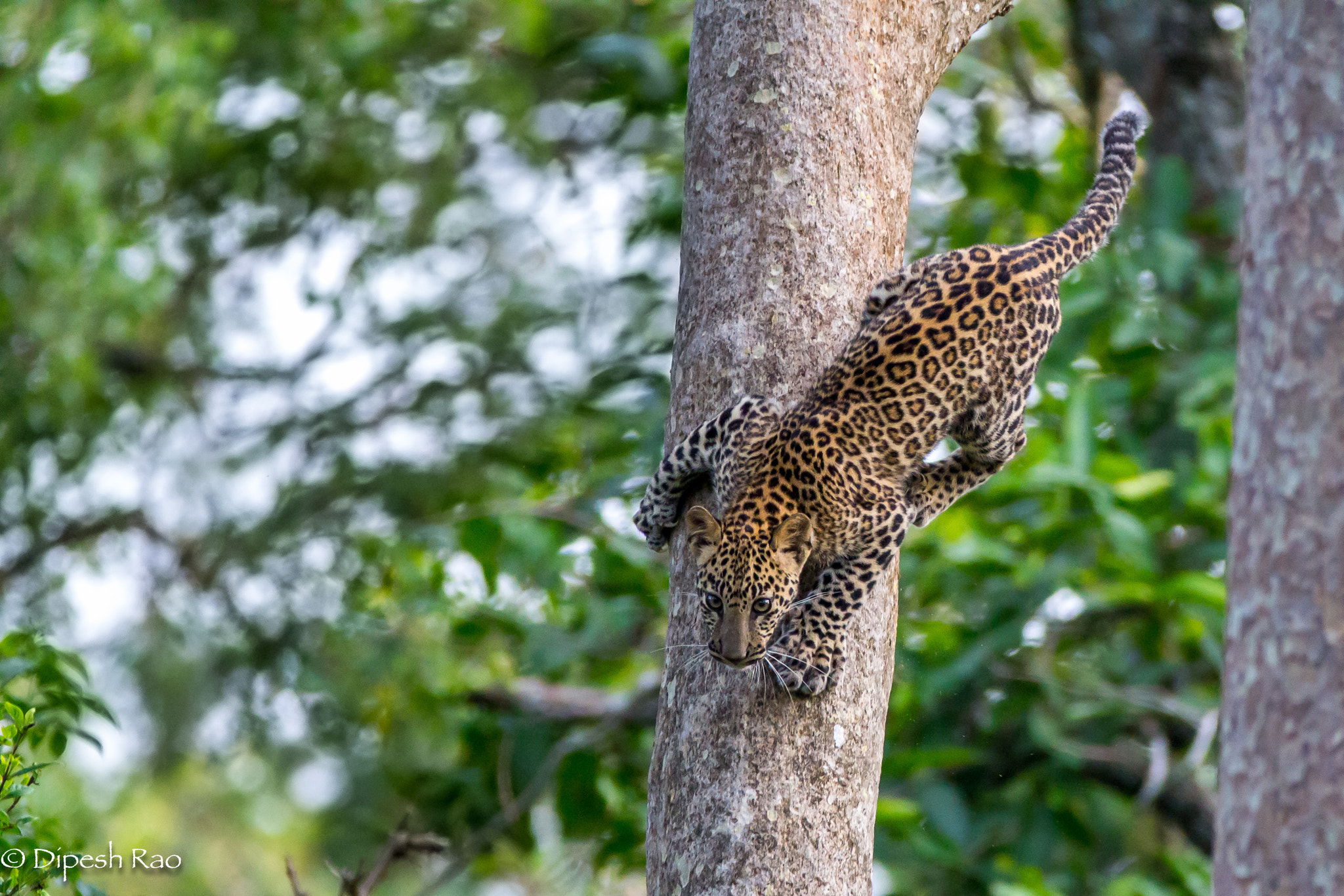Canon EF 200-400mm F4L IS USM Extender 1.4x sample photo. Acrobat cub photography