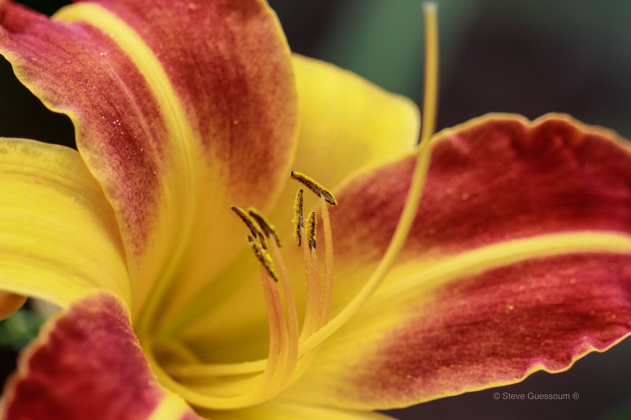 Sigma 50mm f/1.4 EX DG HSM + 1.4x sample photo