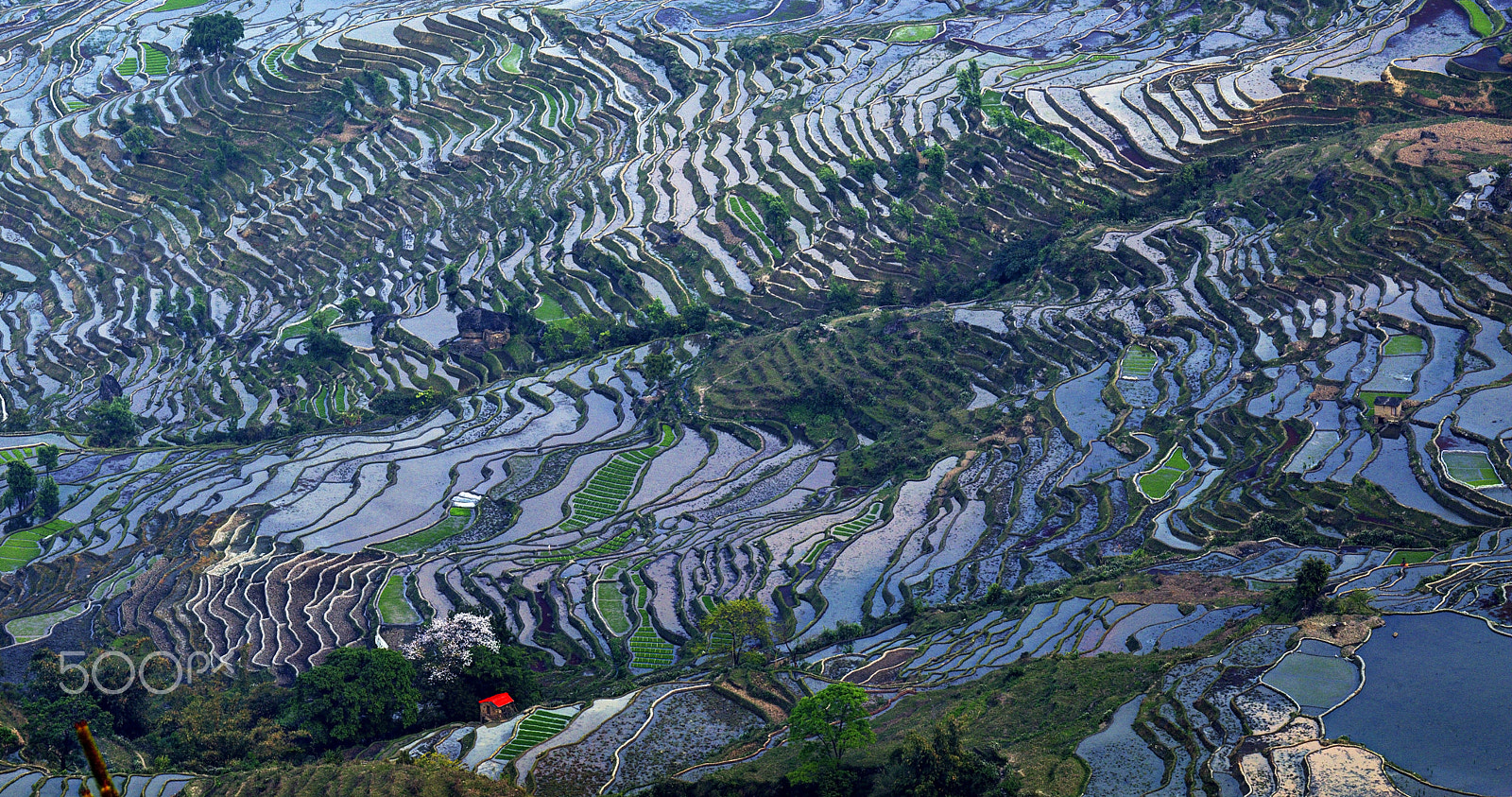 Canon EOS 5DS + Canon EF 70-200mm F4L IS USM sample photo. Dramatic terraced field photography