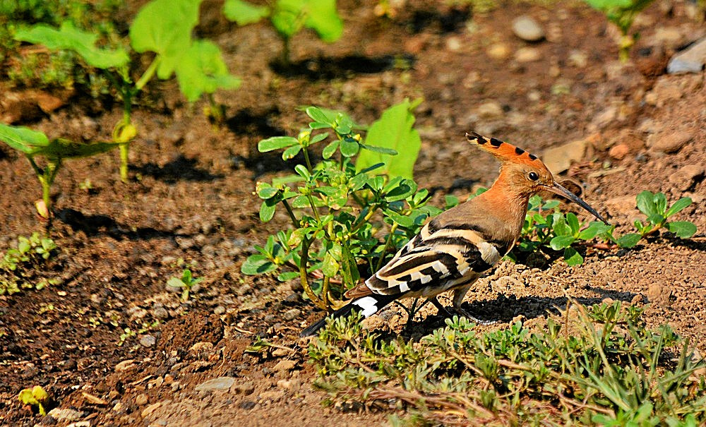 Sigma 70-300mm F4-5.6 APO Macro Super II sample photo. Upupa epops photography