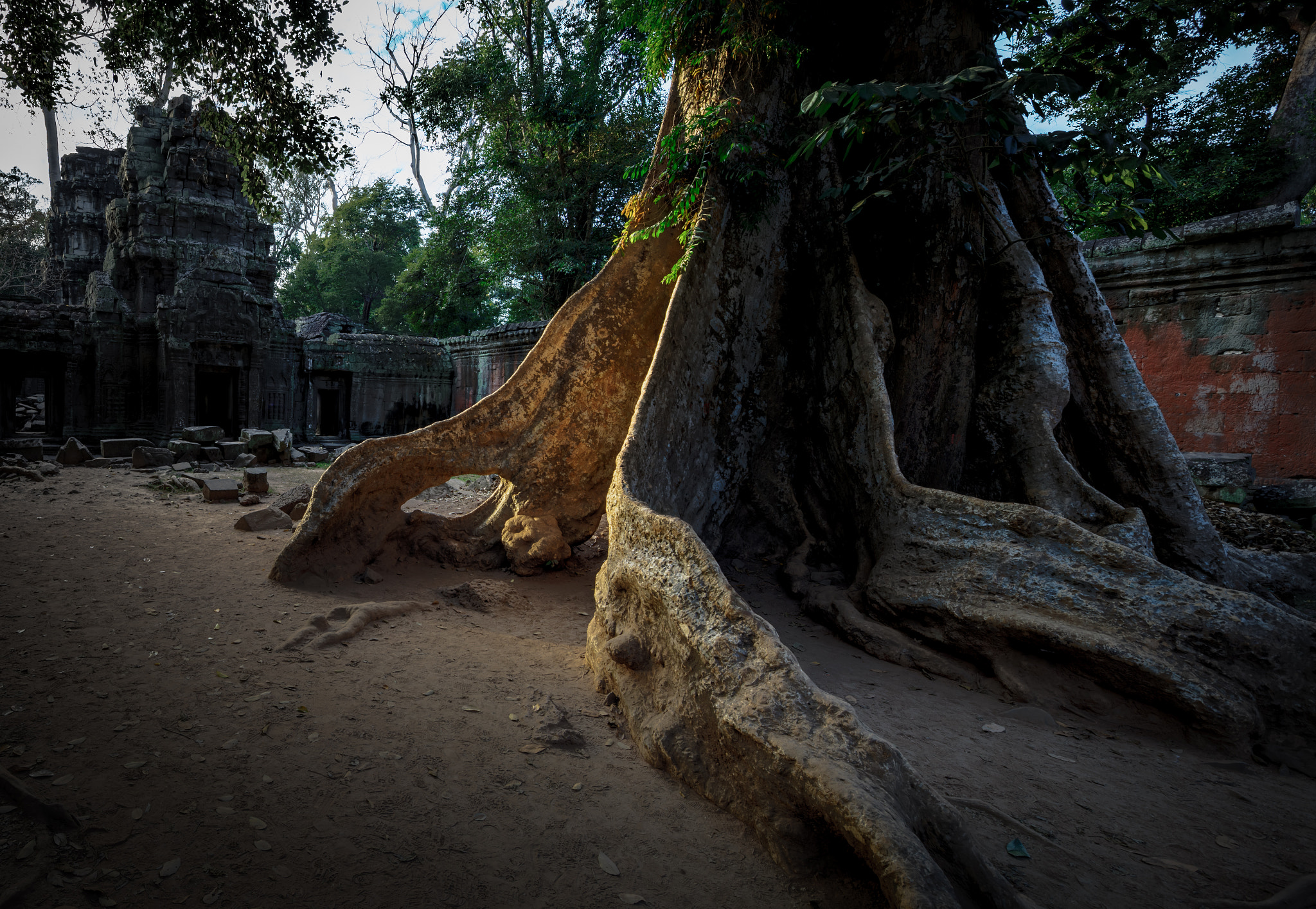 Canon TS-E 17mm F4L Tilt-Shift sample photo. Living tree in to prohm temple, angkor, cambodia photography