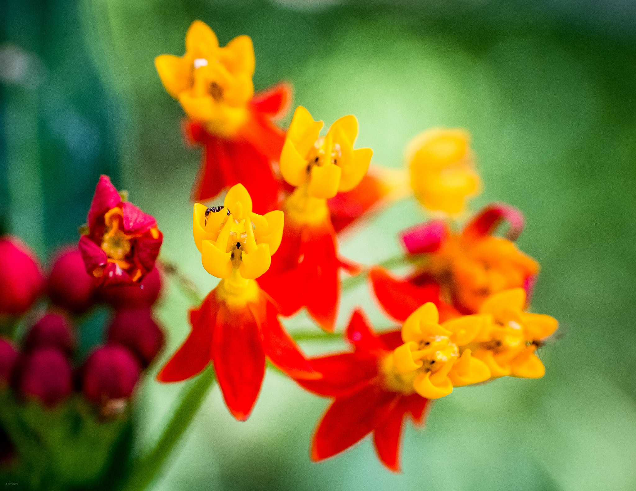 ZEISS Touit 50mm F2.8 sample photo. Butterfly weed photography