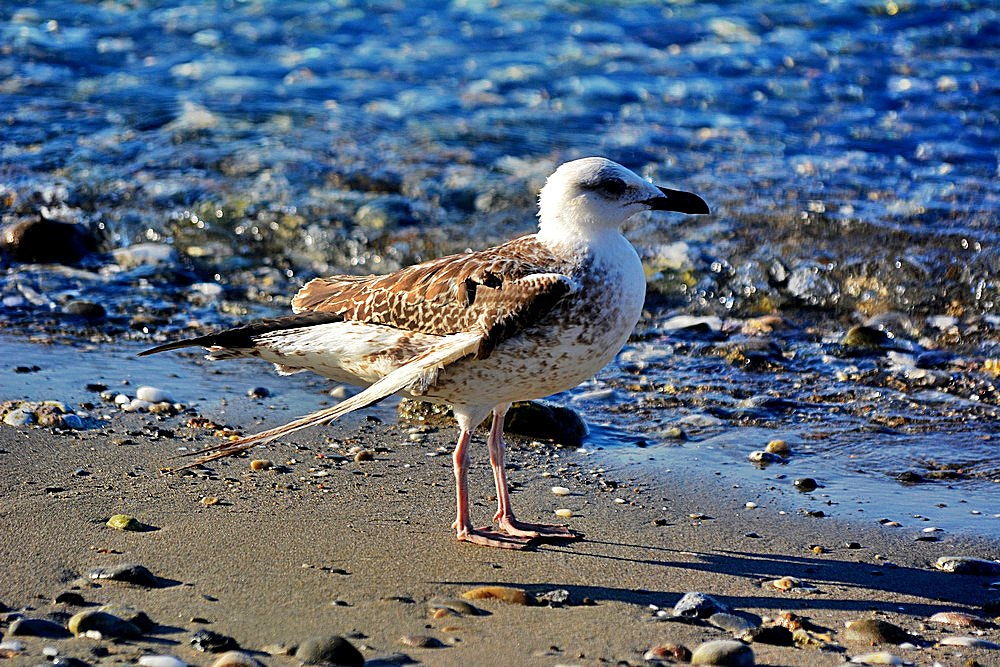 Sigma 70-300mm F4-5.6 APO Macro Super II sample photo. La mouette une aile cassée photography