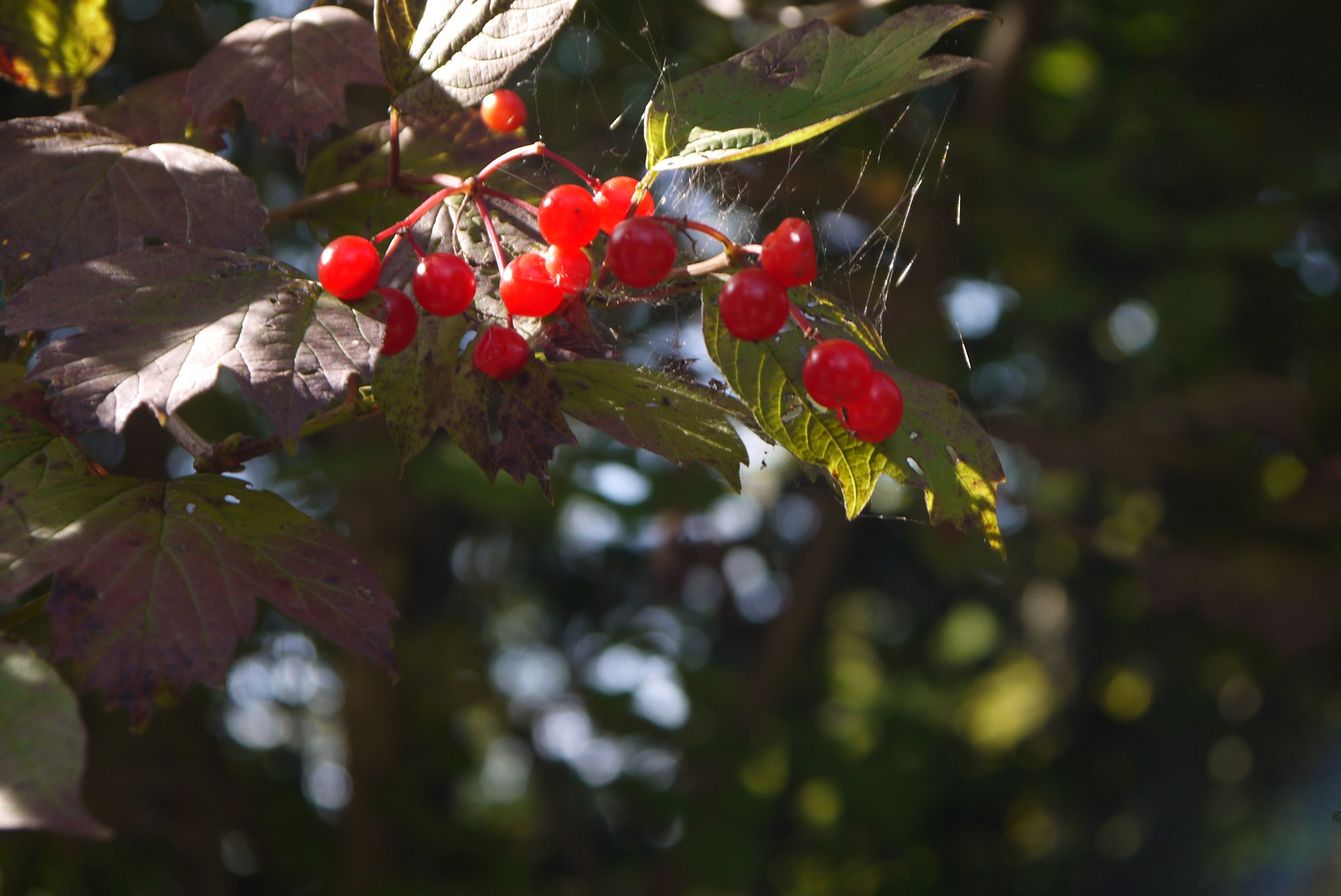 Panasonic Lumix DMC-GF3 sample photo. Berry burst photography