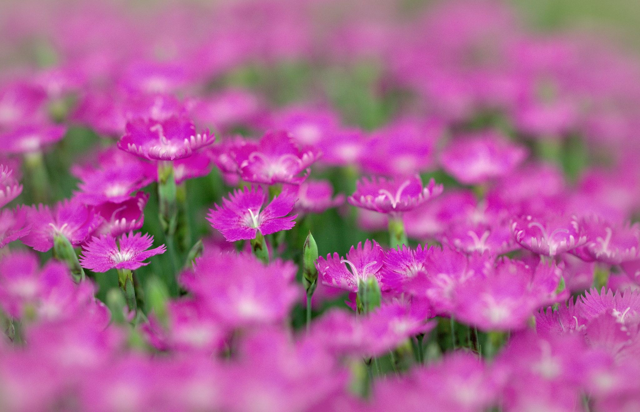 Canon EOS 600D (Rebel EOS T3i / EOS Kiss X5) + Canon EF 100mm F2.8L Macro IS USM sample photo. Pink cloves photography