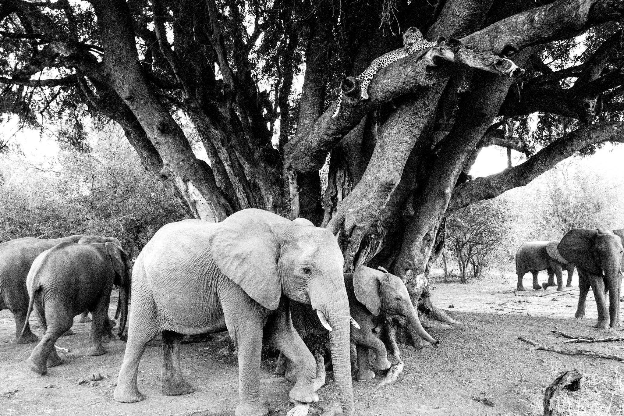 Canon EOS 650D (EOS Rebel T4i / EOS Kiss X6i) sample photo. The elephants and the leopard photography