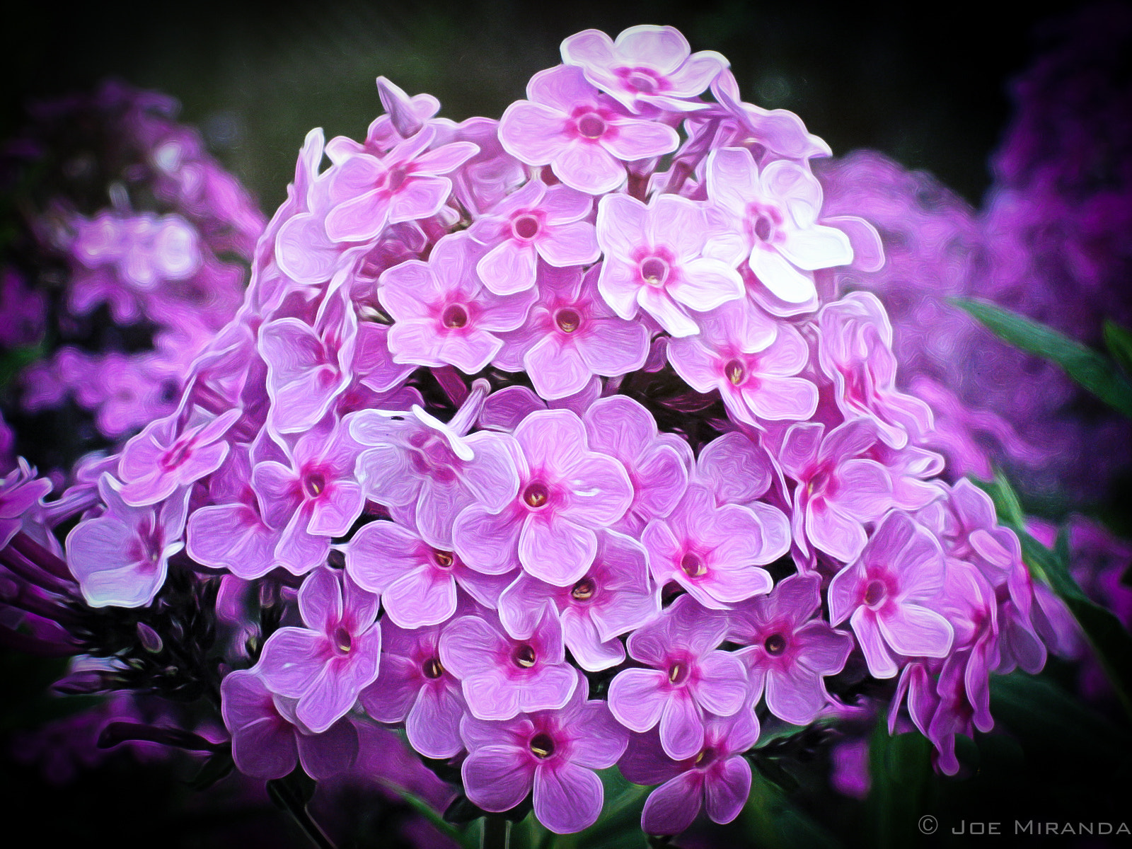 Canon PowerShot SD890 IS (Digital IXUS 970 IS / IXY Digital 820 IS) sample photo. Hint of lilac photography