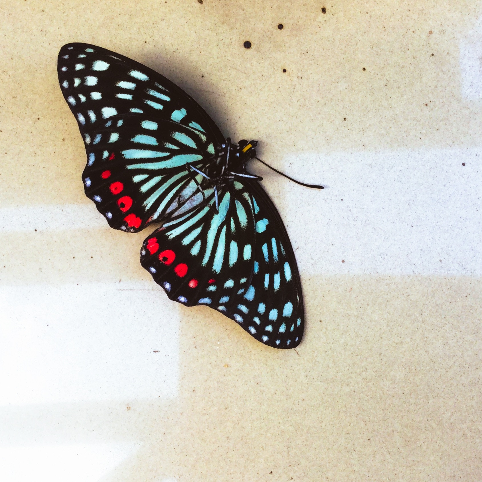 Apple iPad5,3 sample photo