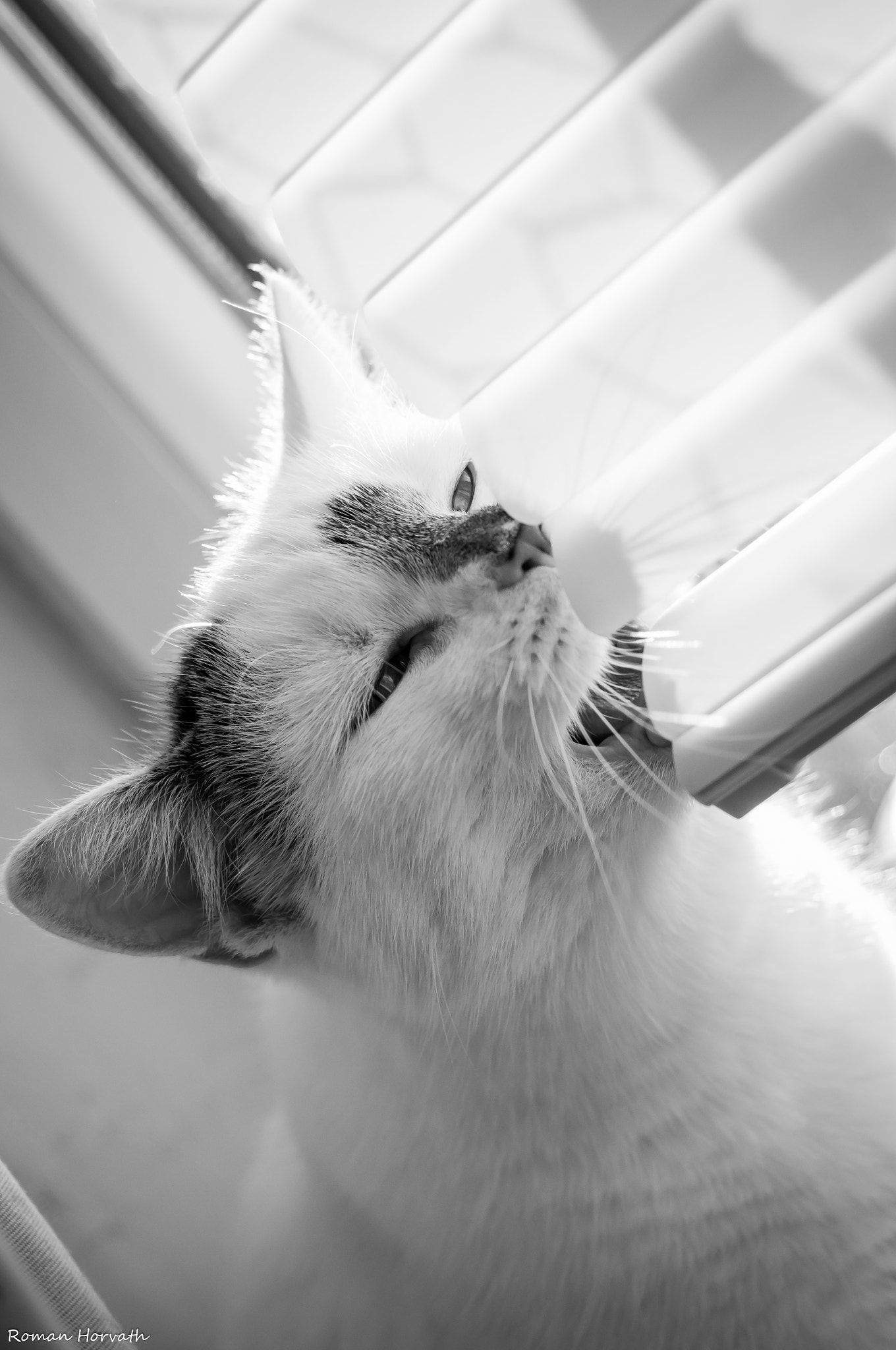 AF Zoom-Nikkor 28-70mm f/3.5-4.5D sample photo. Sassa photography
