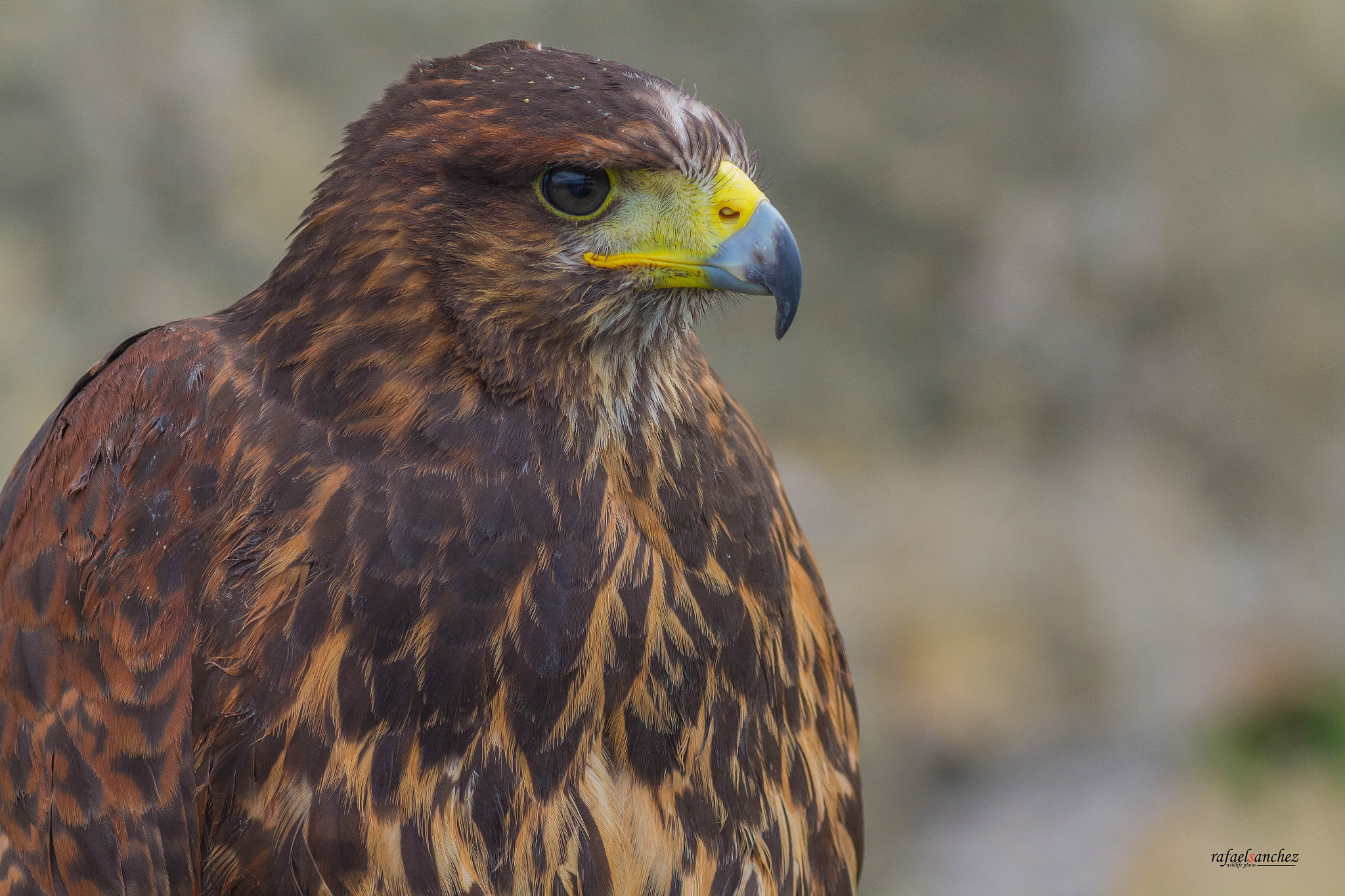 Canon EOS M + Canon EF 400mm F5.6L USM sample photo. Aguila harris - harris's hawk photography