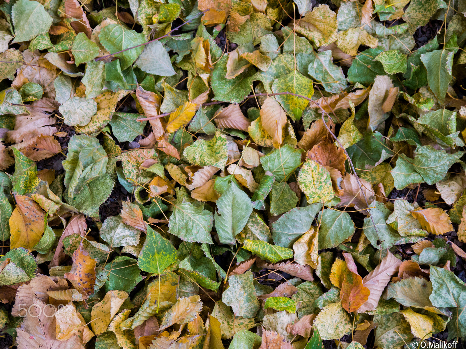 Panasonic Lumix DMC-G2 sample photo. Autumn leaves.jpg photography