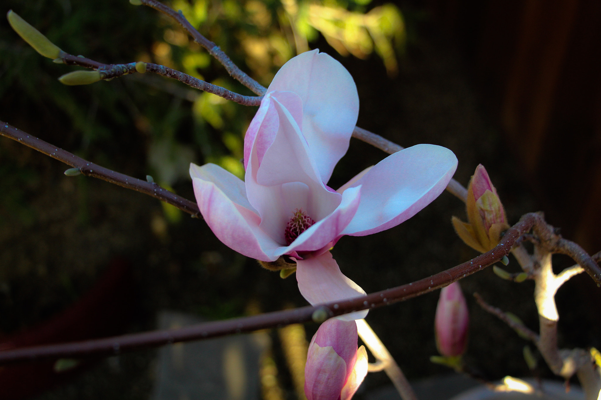 Canon EOS 700D (EOS Rebel T5i / EOS Kiss X7i) sample photo