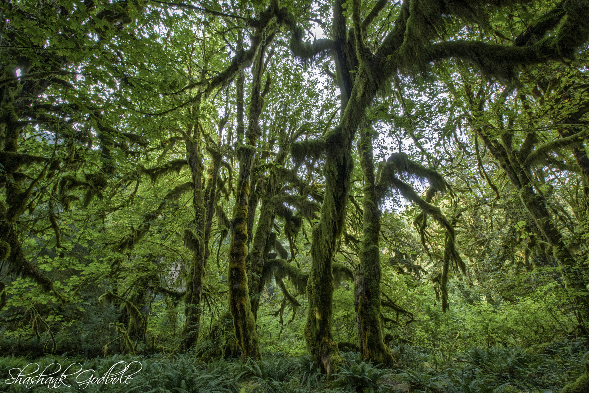 Canon EOS 1000D (EOS Digital Rebel XS / EOS Kiss F) sample photo. Hoh rainforest photography
