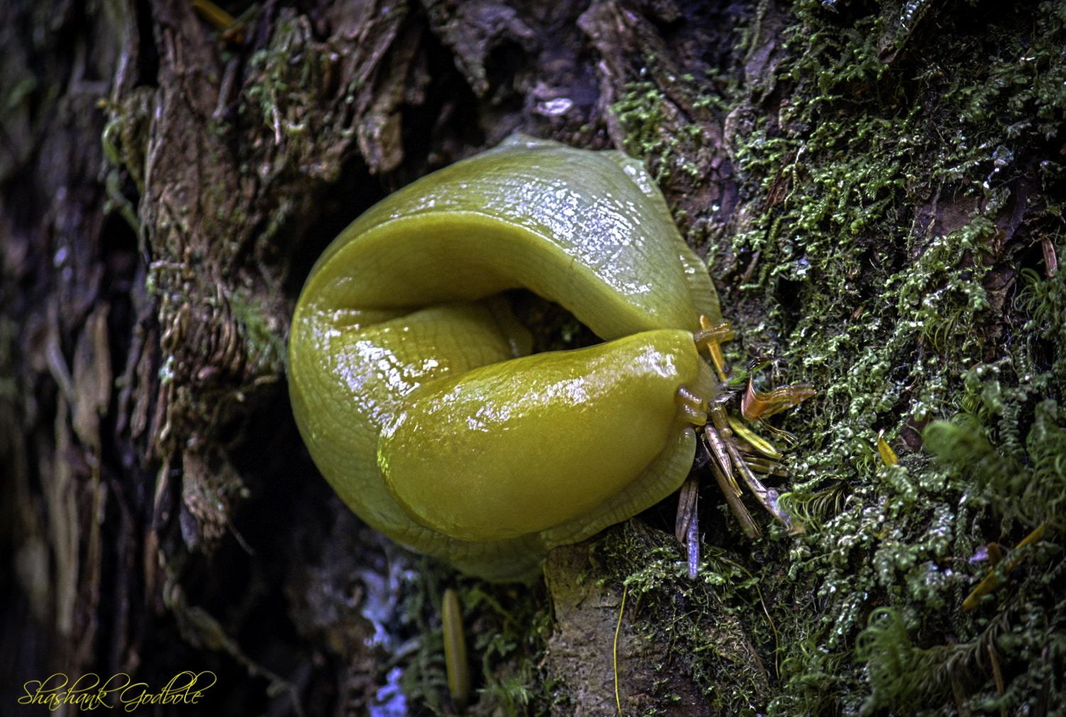Canon EOS 1000D (EOS Digital Rebel XS / EOS Kiss F) sample photo. Banana slug in hoh rainforest photography