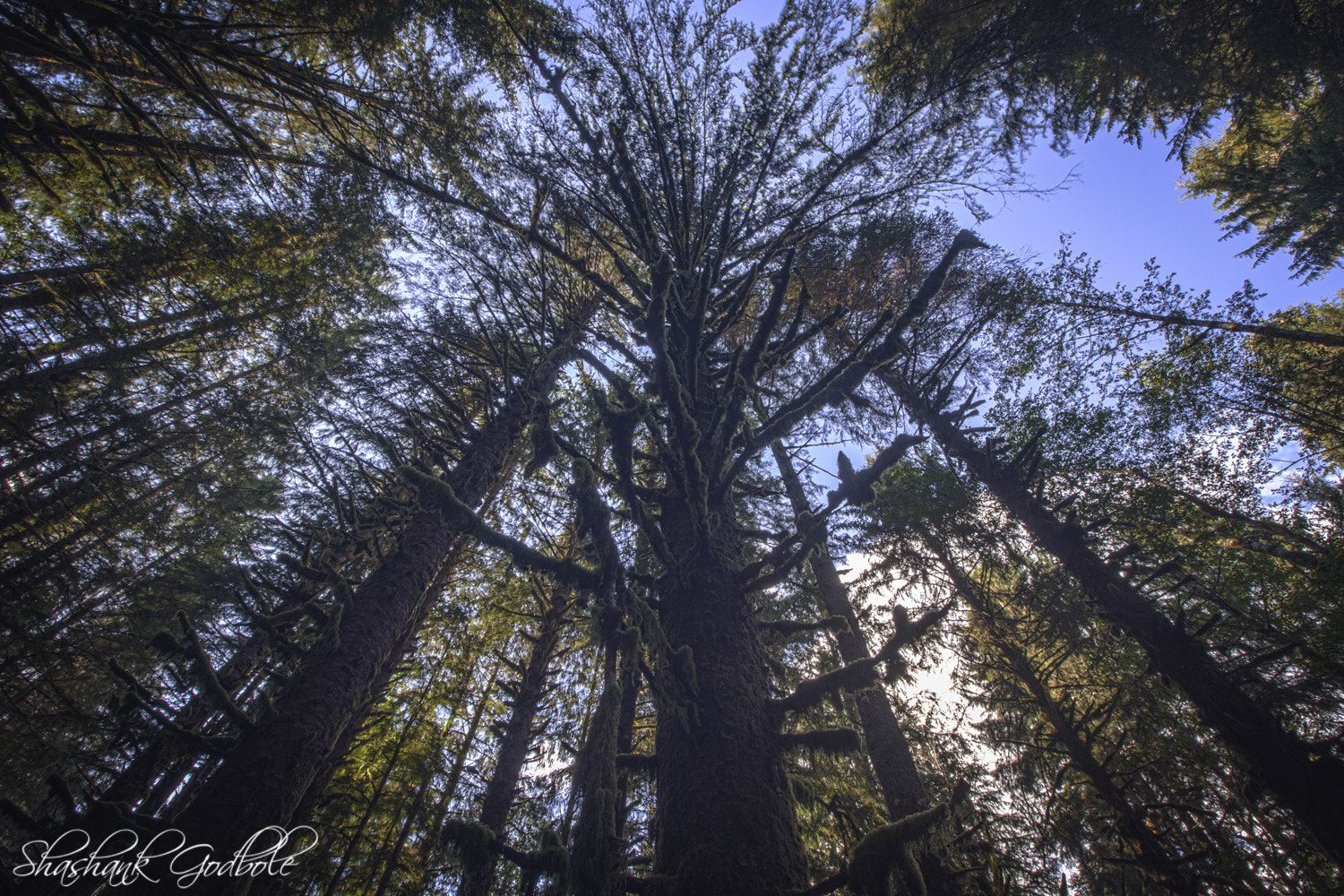 Canon EOS 1000D (EOS Digital Rebel XS / EOS Kiss F) sample photo. Hoh rainforest photography