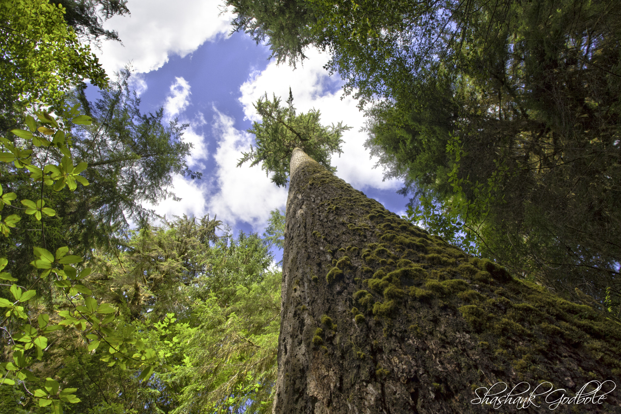 Canon EOS 1000D (EOS Digital Rebel XS / EOS Kiss F) sample photo. Quinault rainforest photography