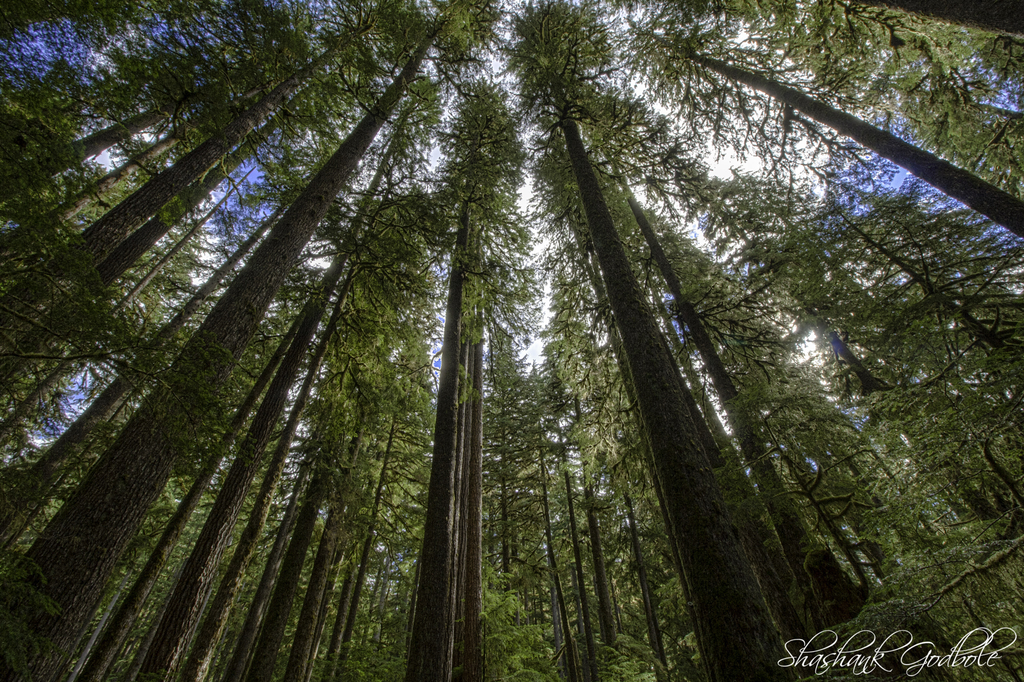 Canon EOS 1000D (EOS Digital Rebel XS / EOS Kiss F) sample photo. Sol duc falls photography